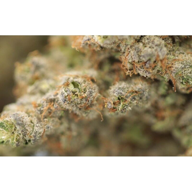 Blue Dream - Fleurs CBD Grande Réserve