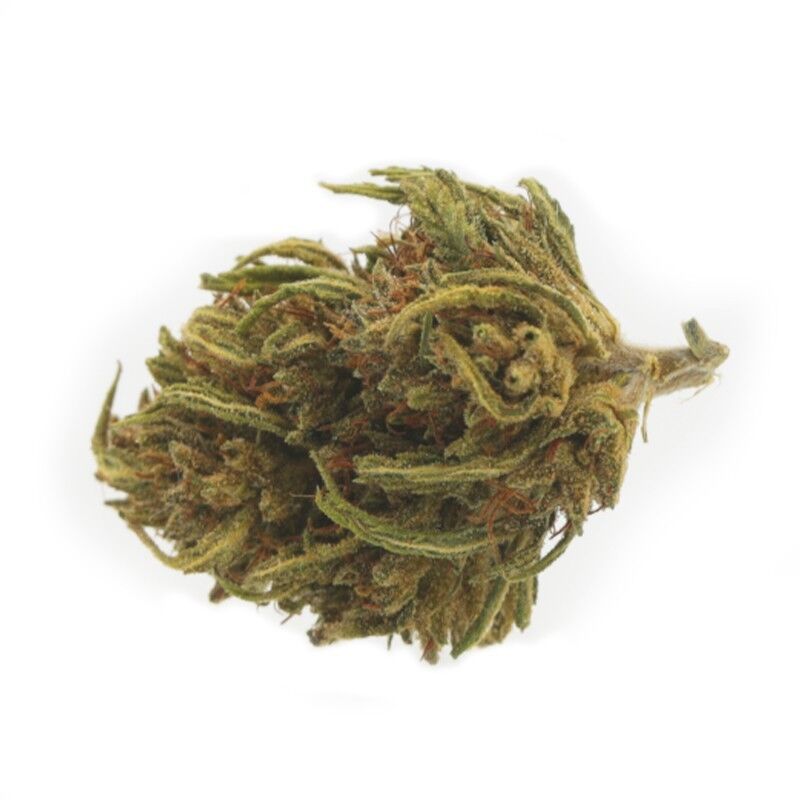 Cheese Medium Bud – Fleurs CBD