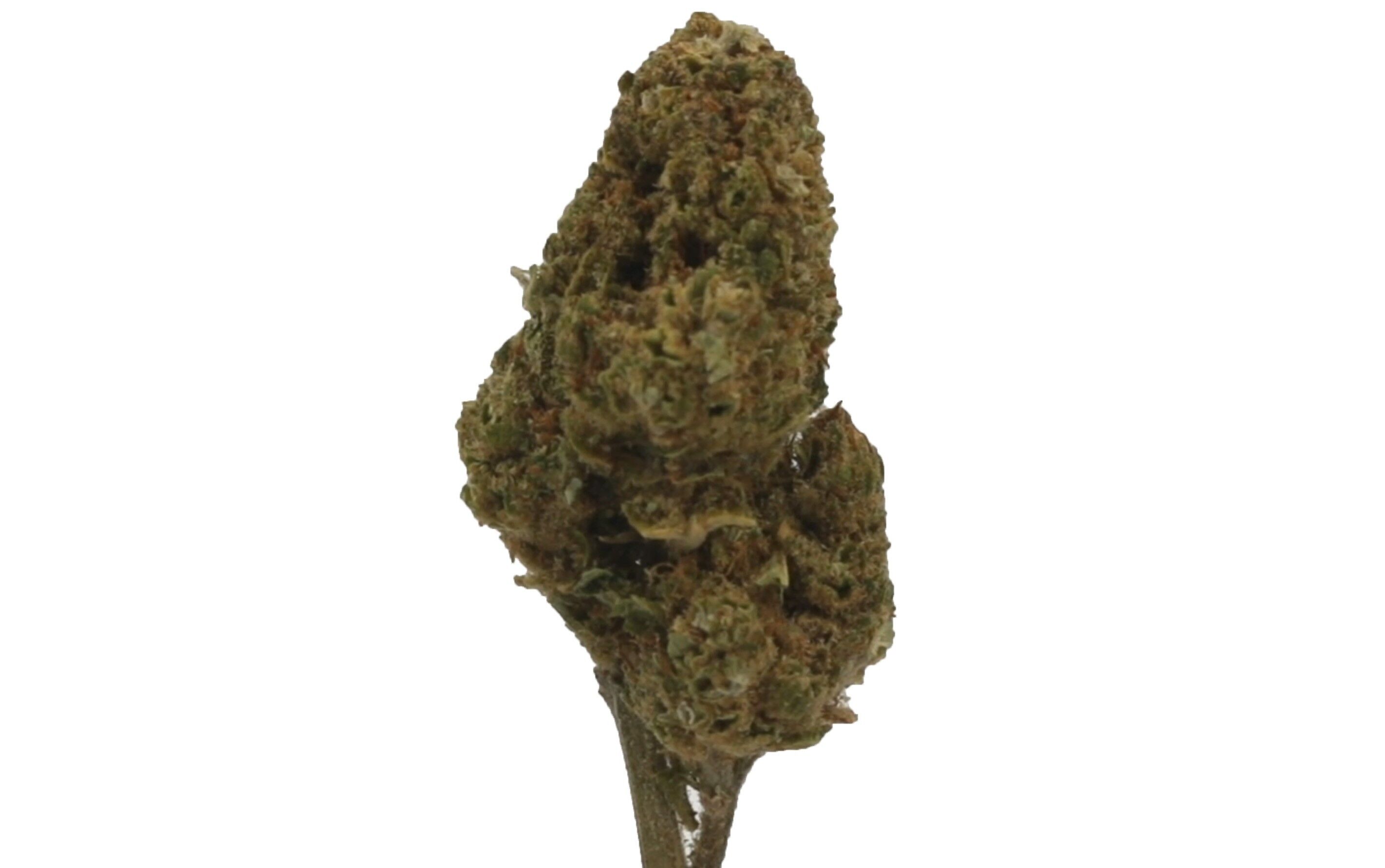 Jack Herer Premium - Fleurs CBD