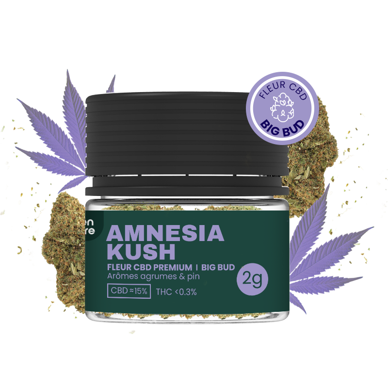 Amnesia Kush - Fleurs CBD en pots