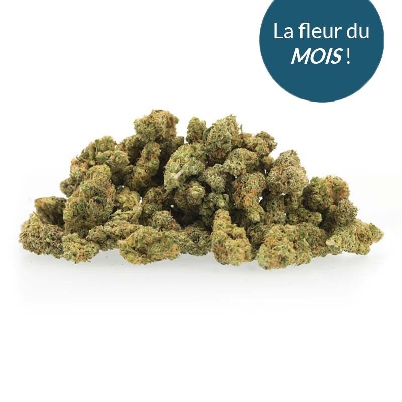 Geremy Scotty – Fleurs CBD