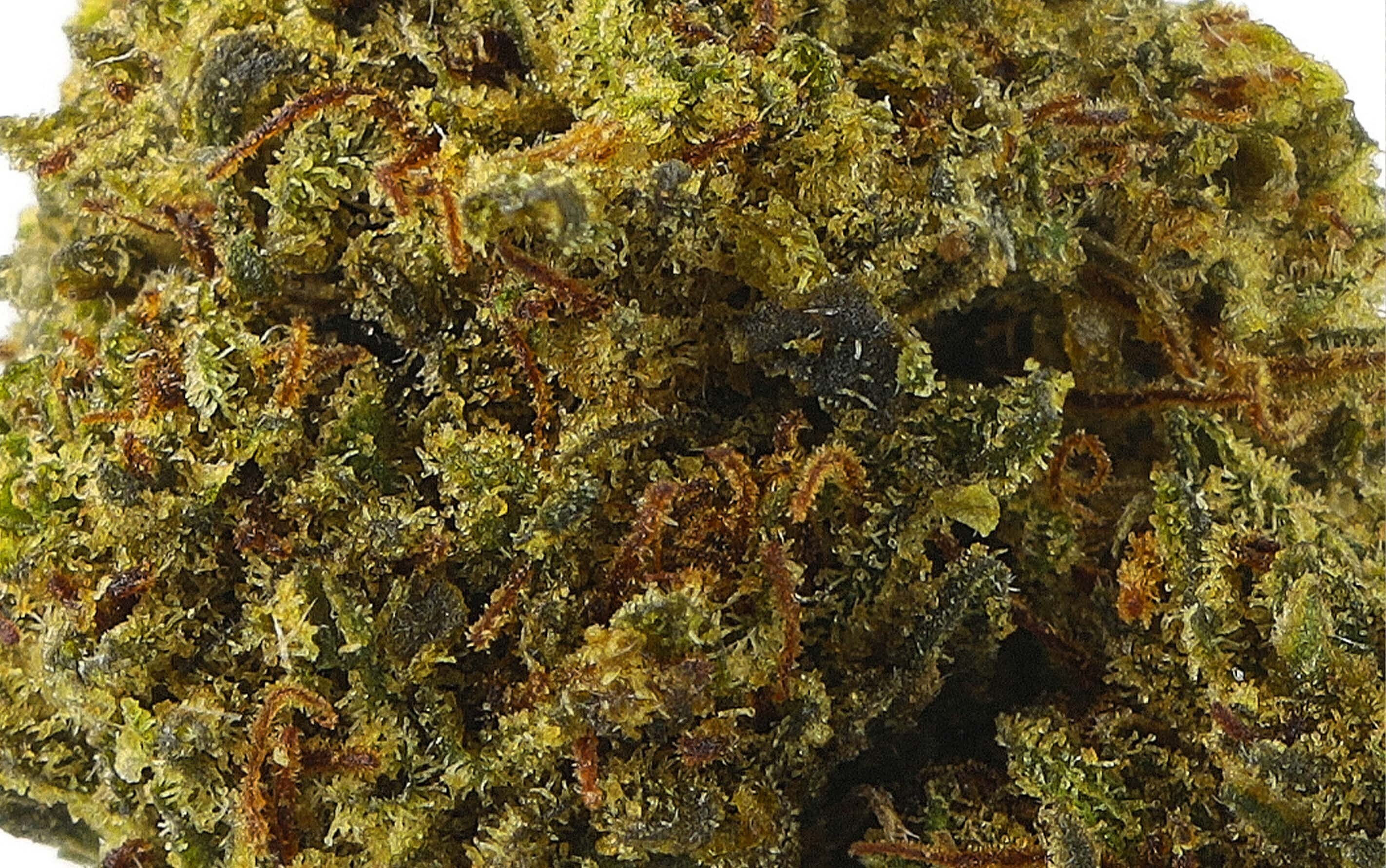 Power Big Bang - CBD Flores CBN Botão pequeno