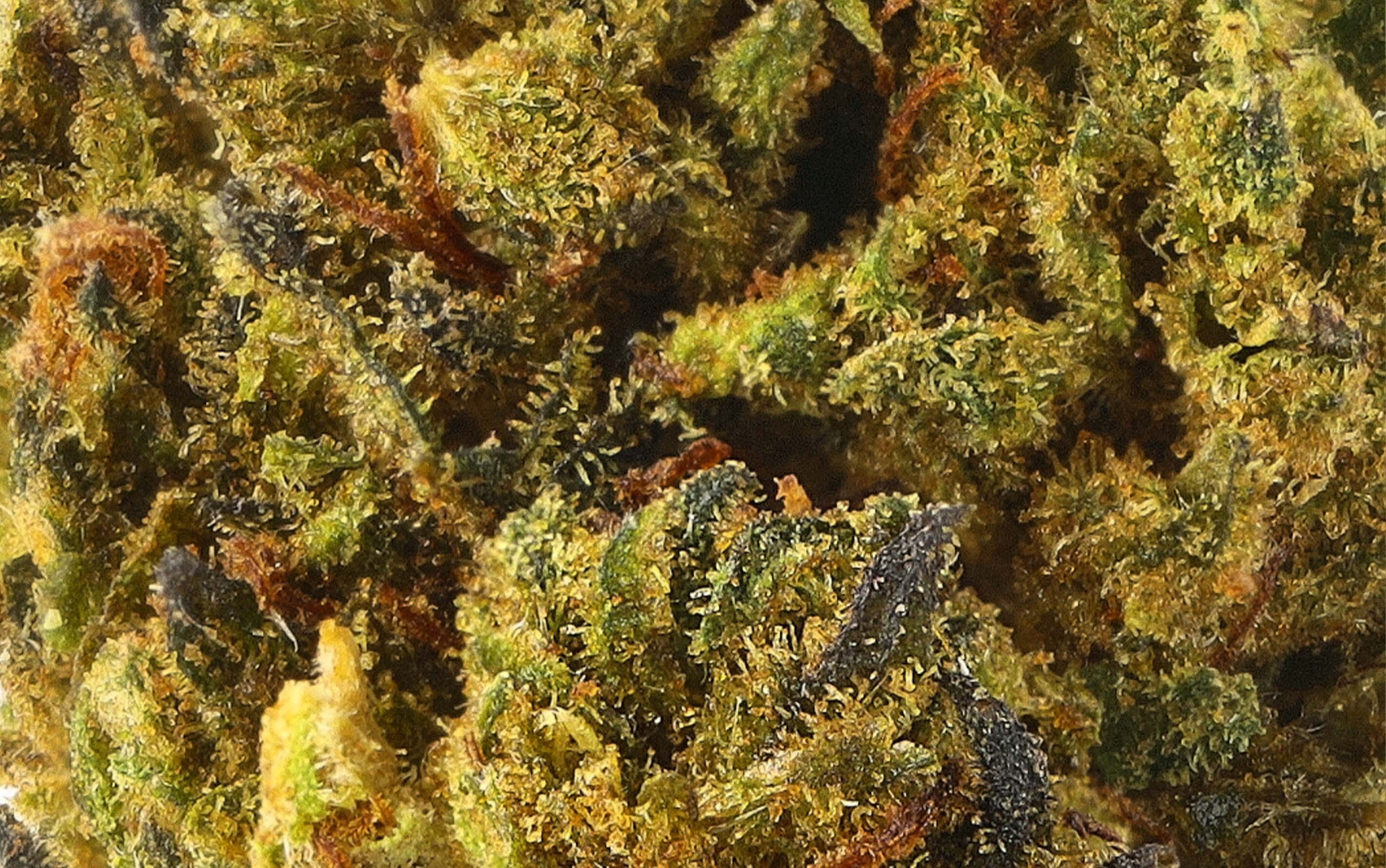 Power MegaForce OG - CBD-Blüten Small Bud