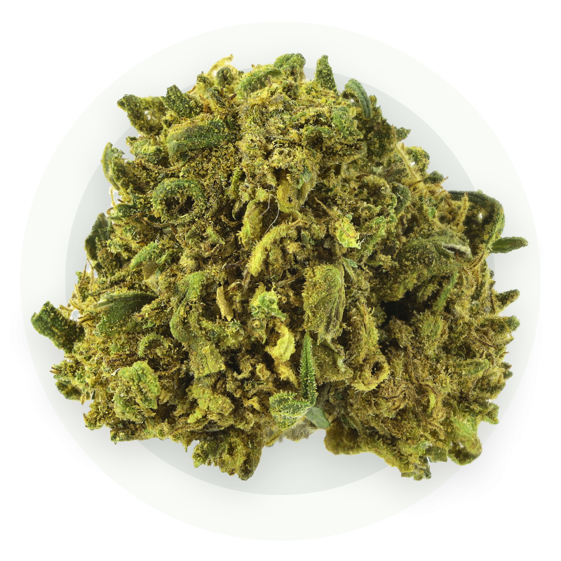 Amnesia Small Bud - Kwiaty CBD