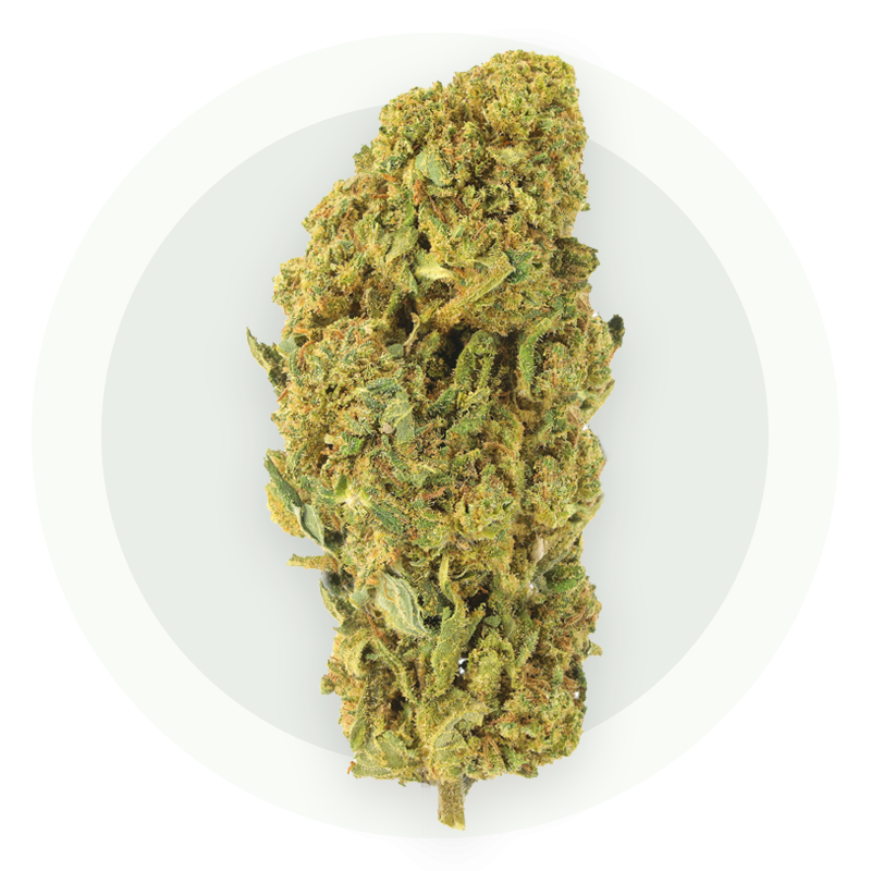 Bubblegum Premium - Kwiaty CBD