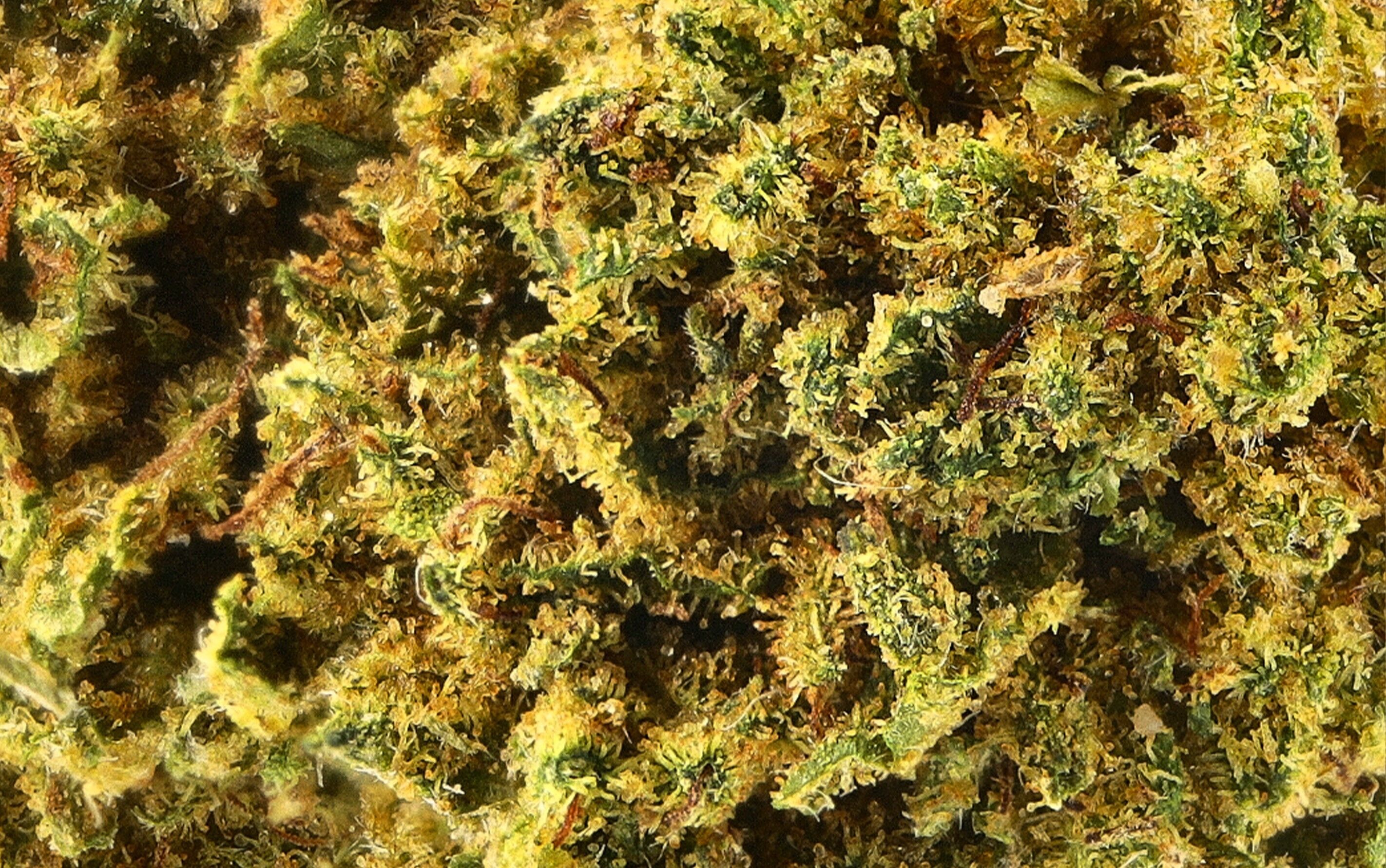Bubblegum Premium - Flores de CBD