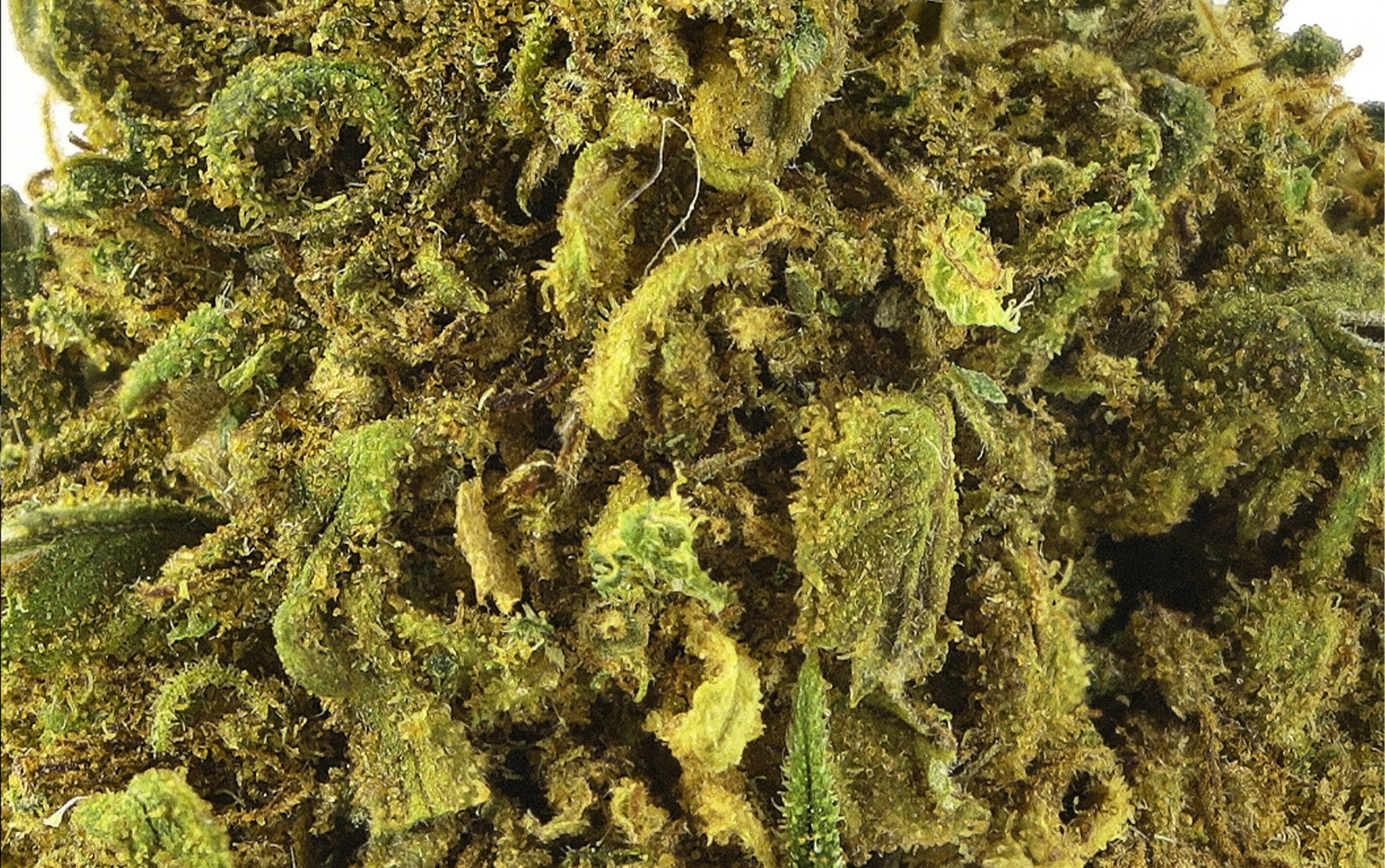 Amnesia Small Bud - CBD Flores