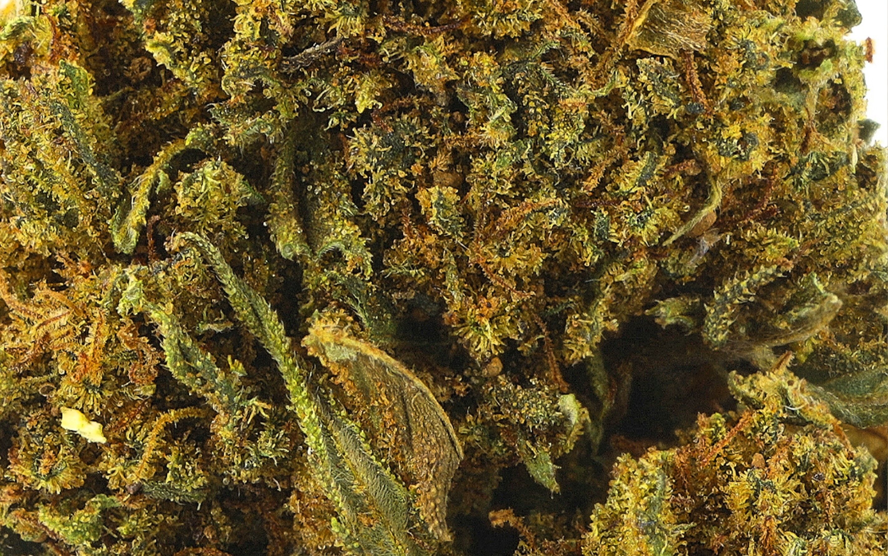 Tutti Frutti CBD - Fiori di CBD