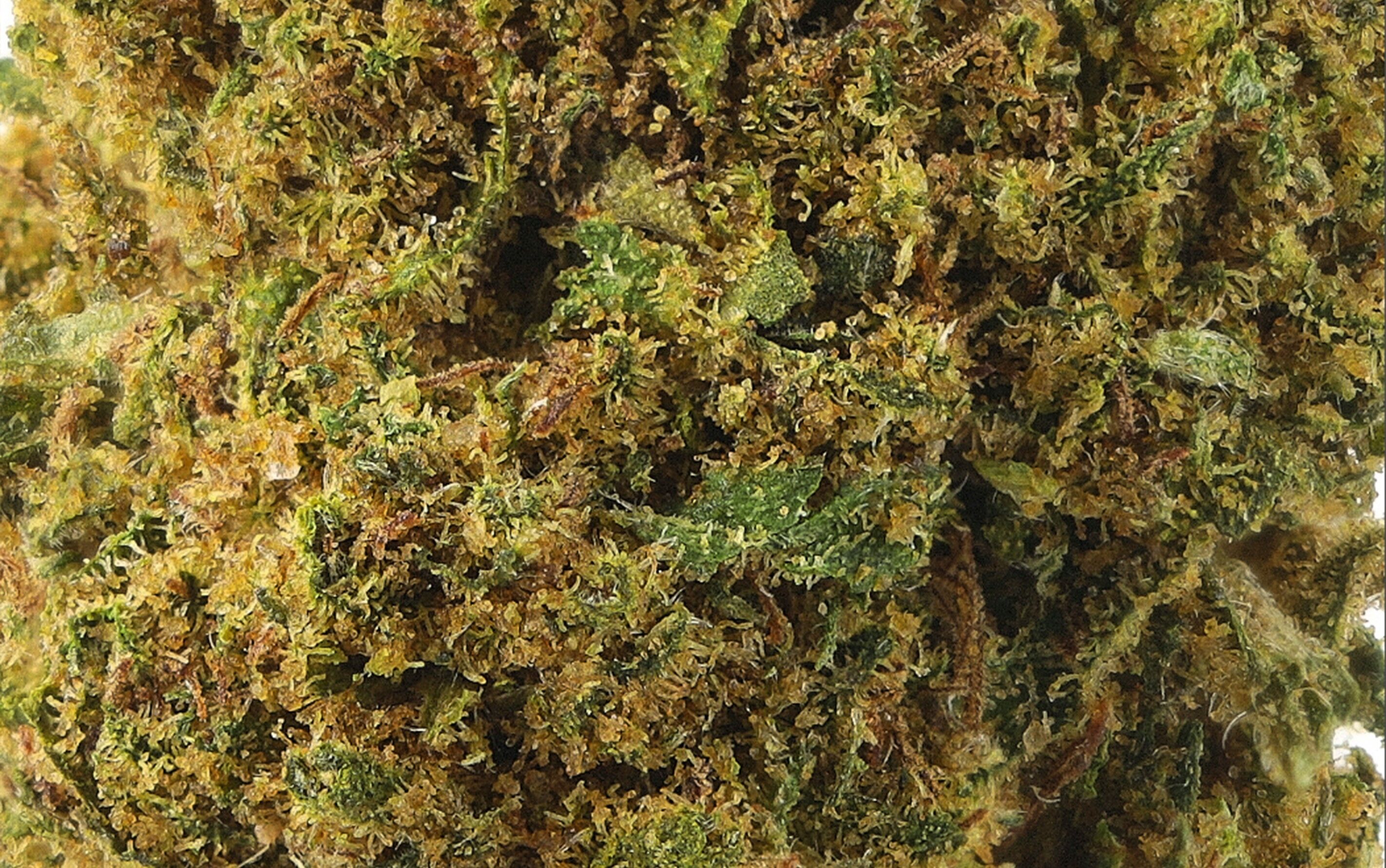 Mandarin Kush Premium - Fleurs CBD