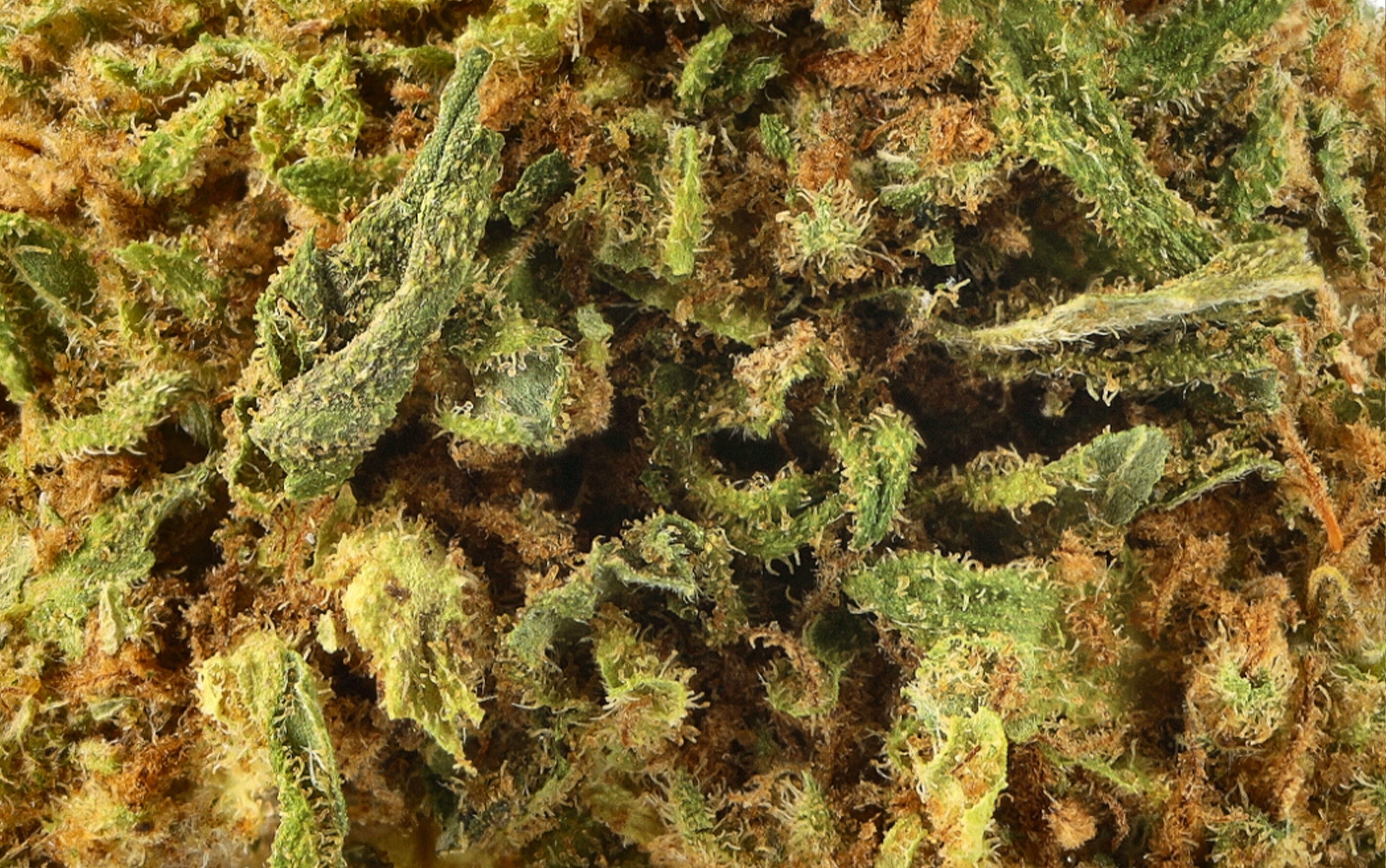London Cake Premium - Fleurs CBD