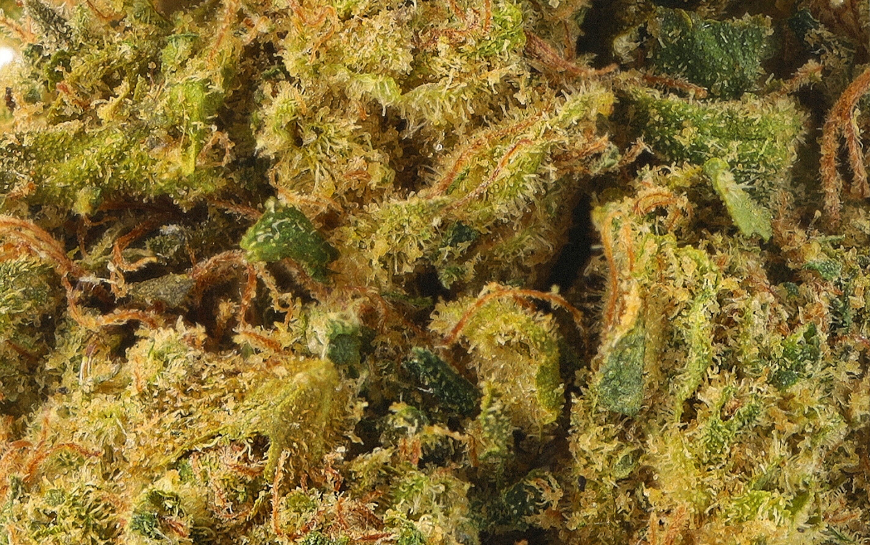 Geremy Scotty – Fleurs CBD