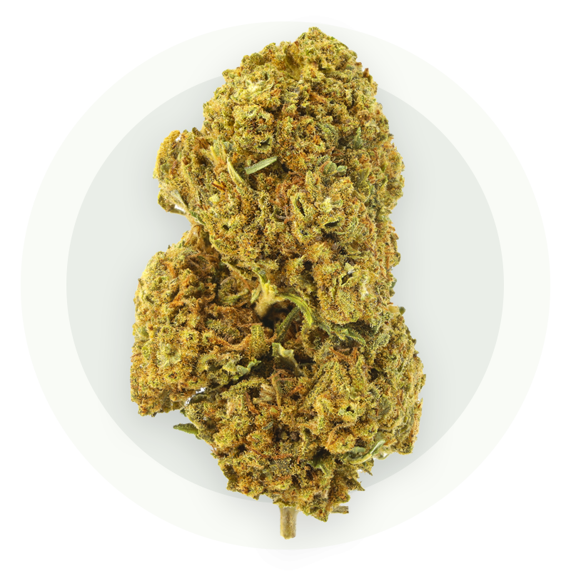 Obi-wan Small Bud - Kwiaty CBD