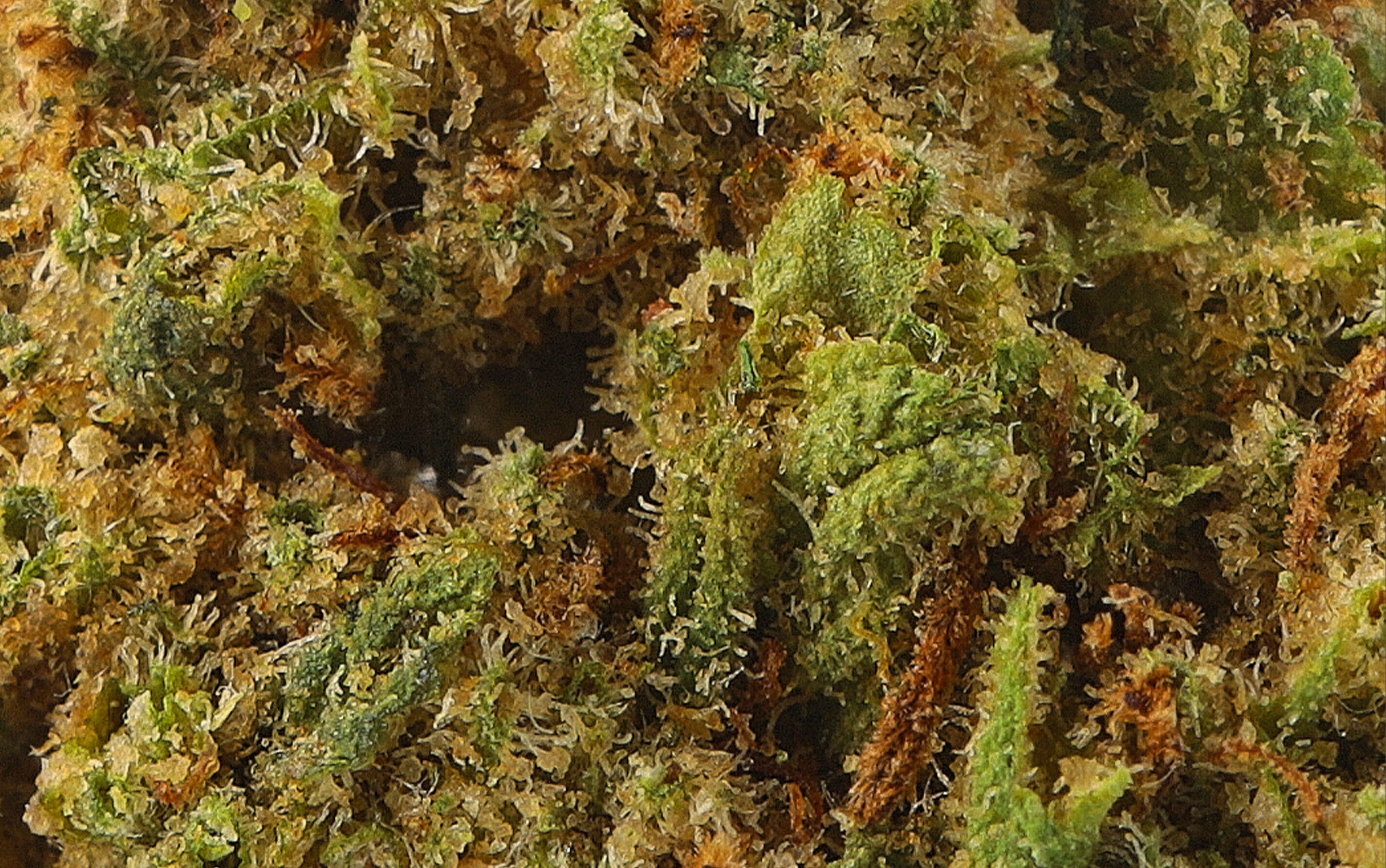 Obi-wan Small Bud - CBD-Blüten