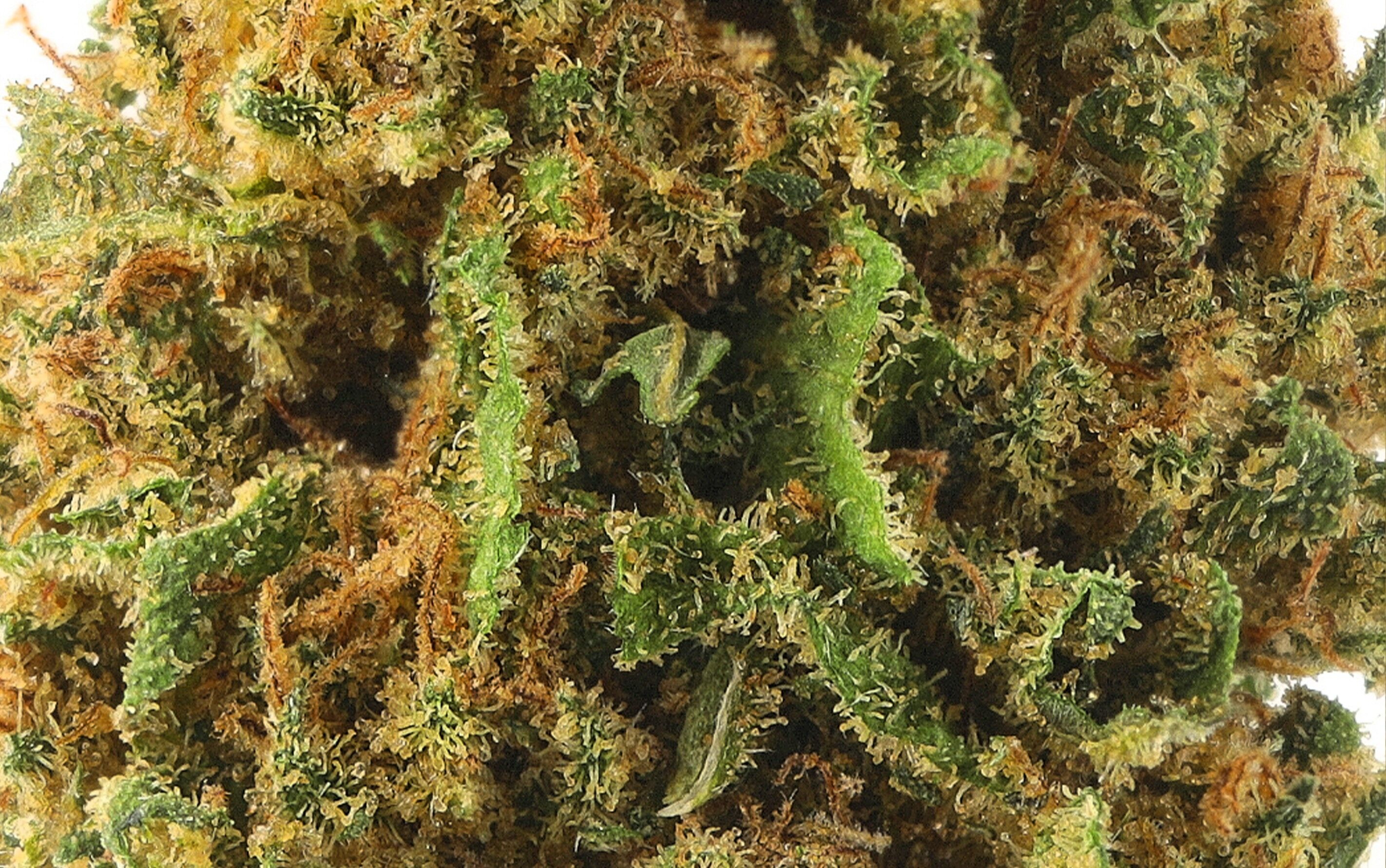 Jamaican Dream - CBD-Blumen