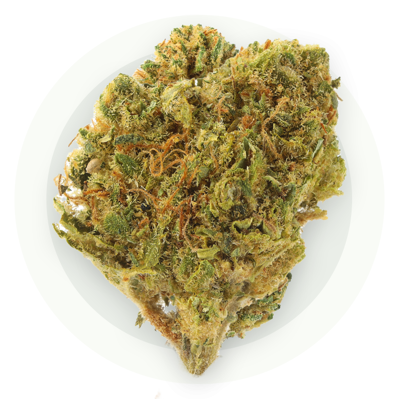 Snow Cone Small Bud CBD - Kwiaty CBD