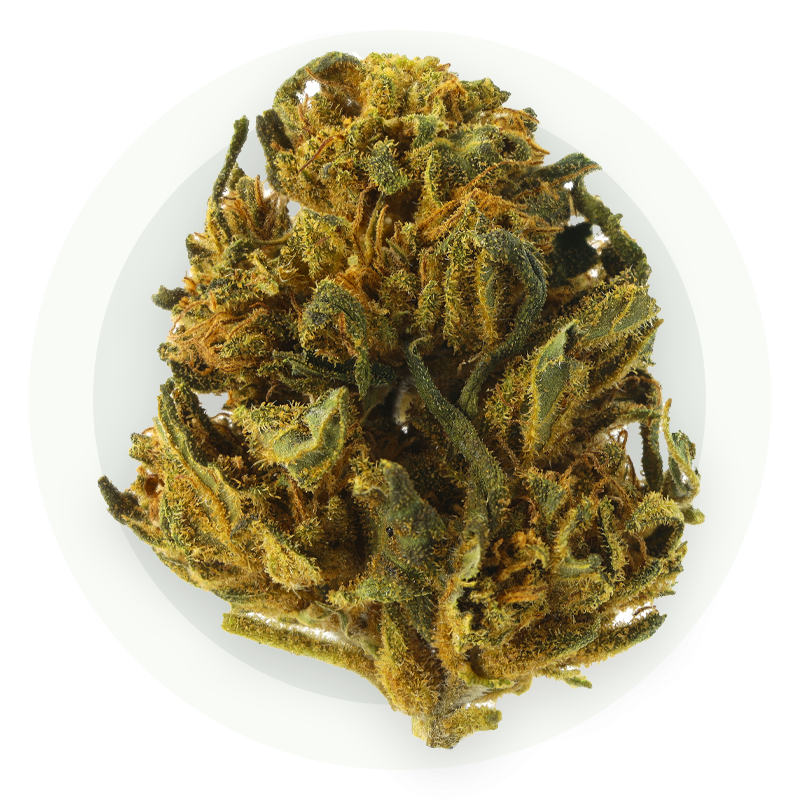 Amnesia Medium Bud - Kwiaty CBD