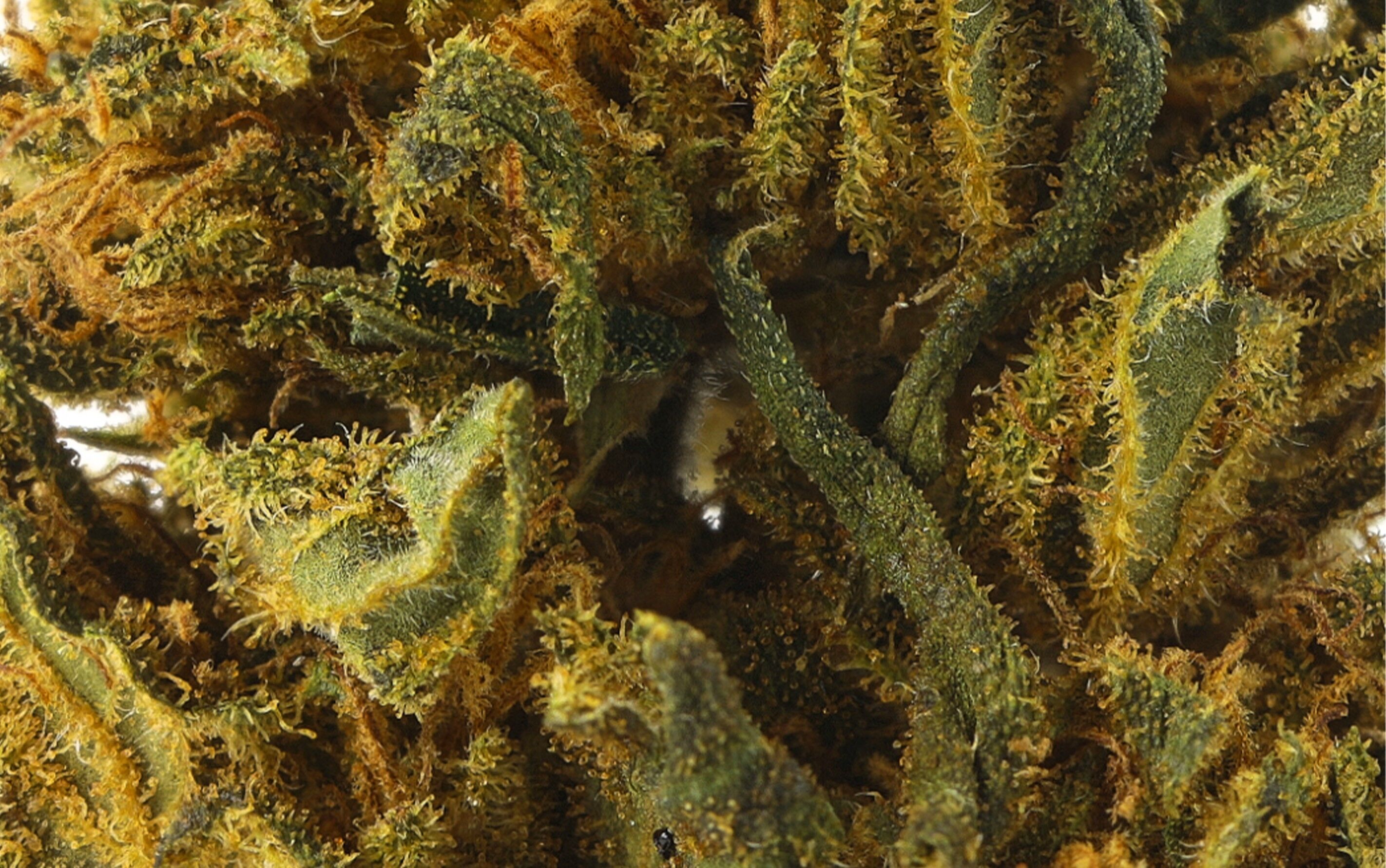 Amnesia Medium Bud – Fleurs CBD