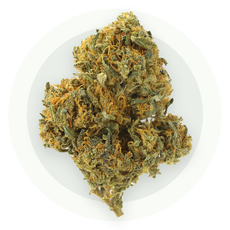 Amnesia Premium - Fiori di CBD