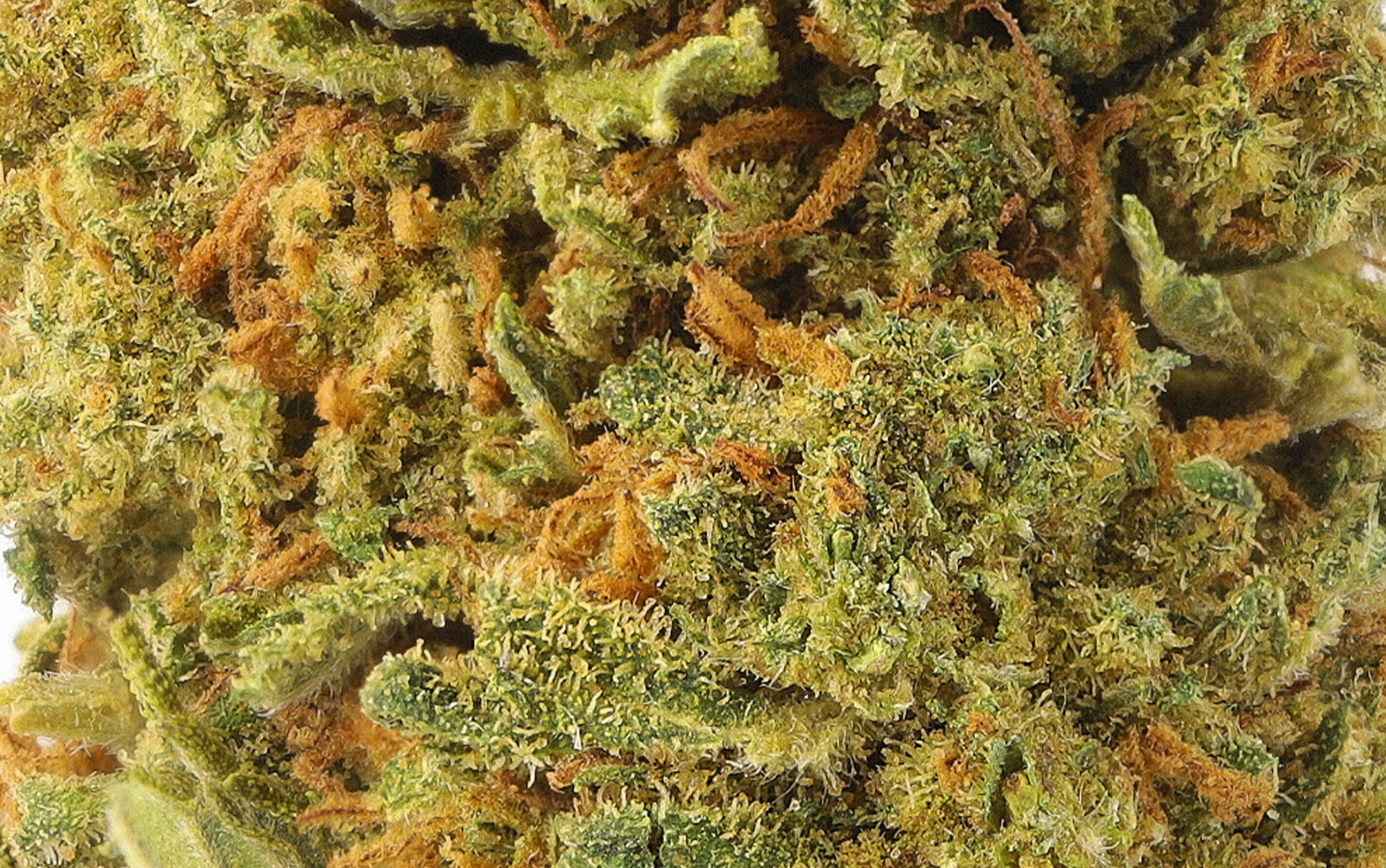 Amnesia Premium - CBD-Blüten