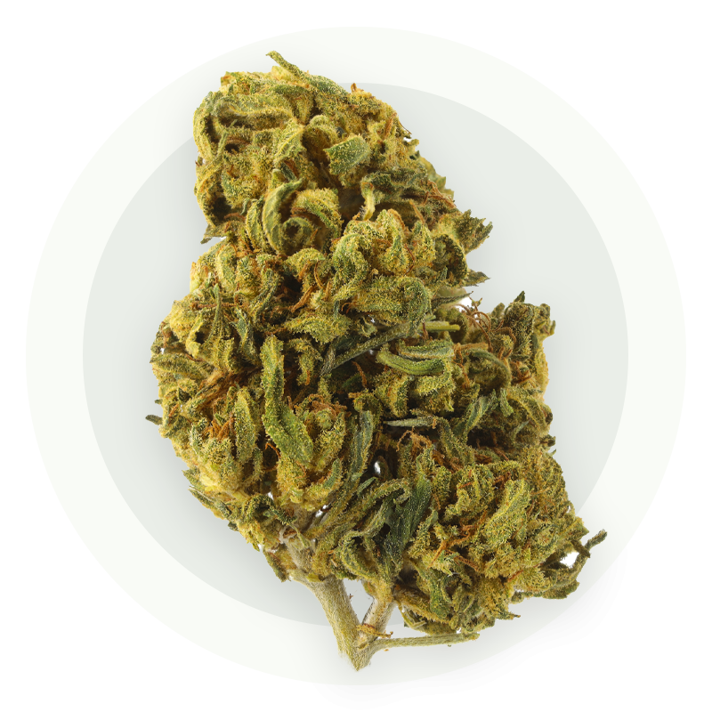 Mango - Kwiaty CBD