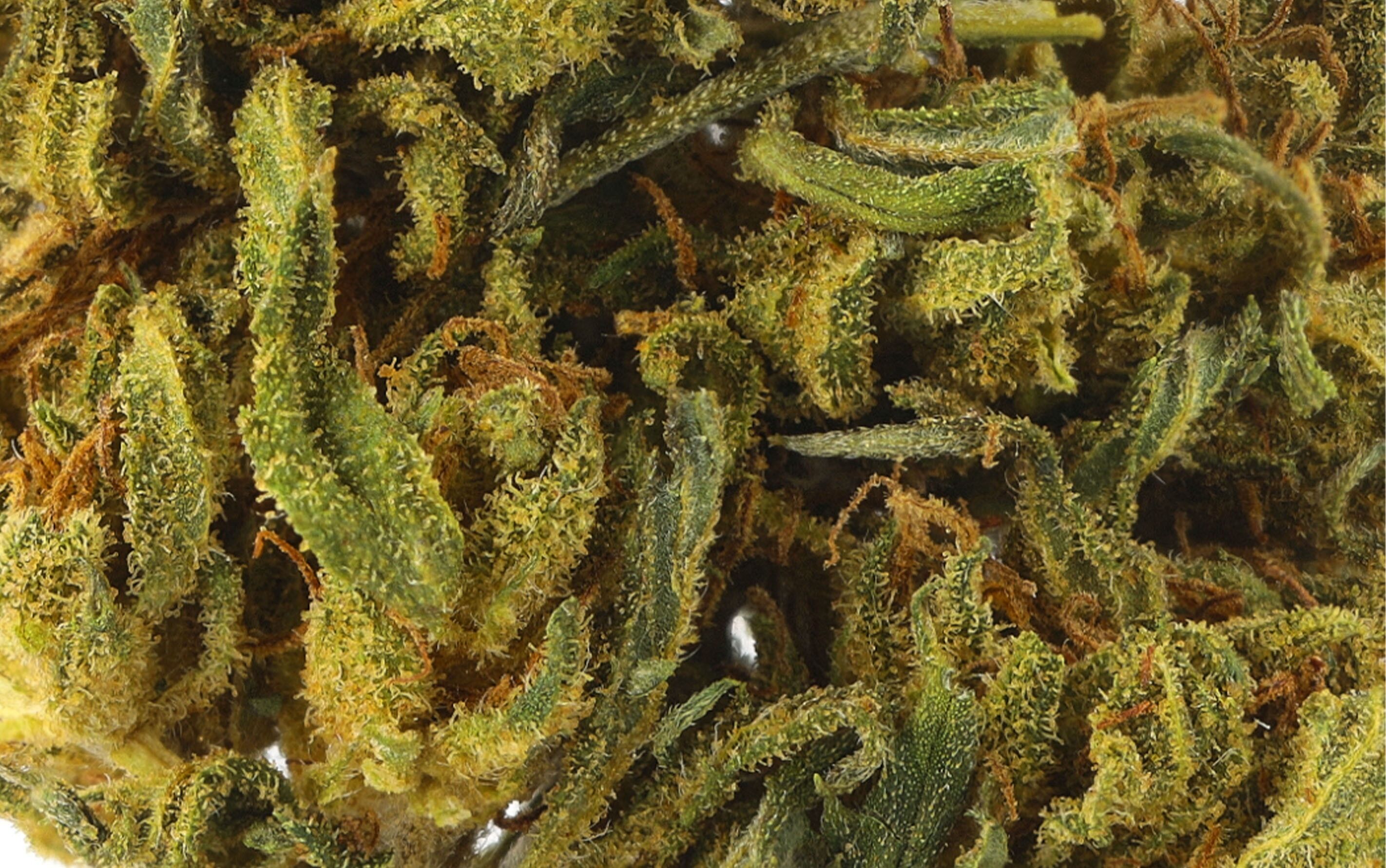 Mango - Fleurs CBD