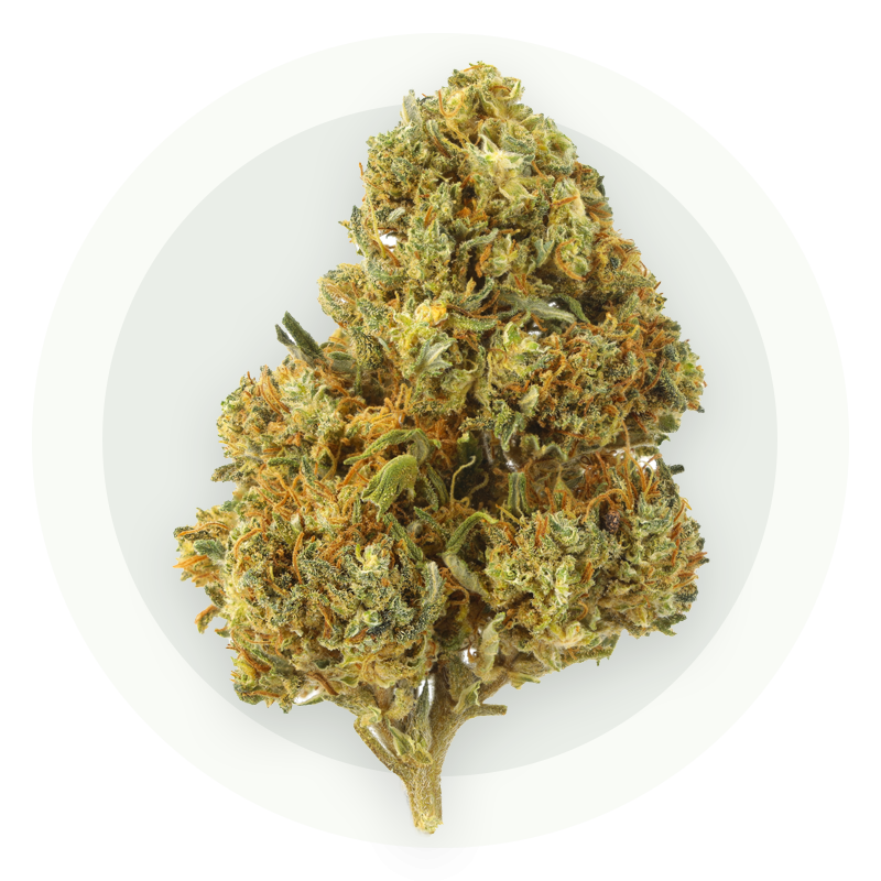 White Widow Premium - Fiori di CBD all'ingrosso