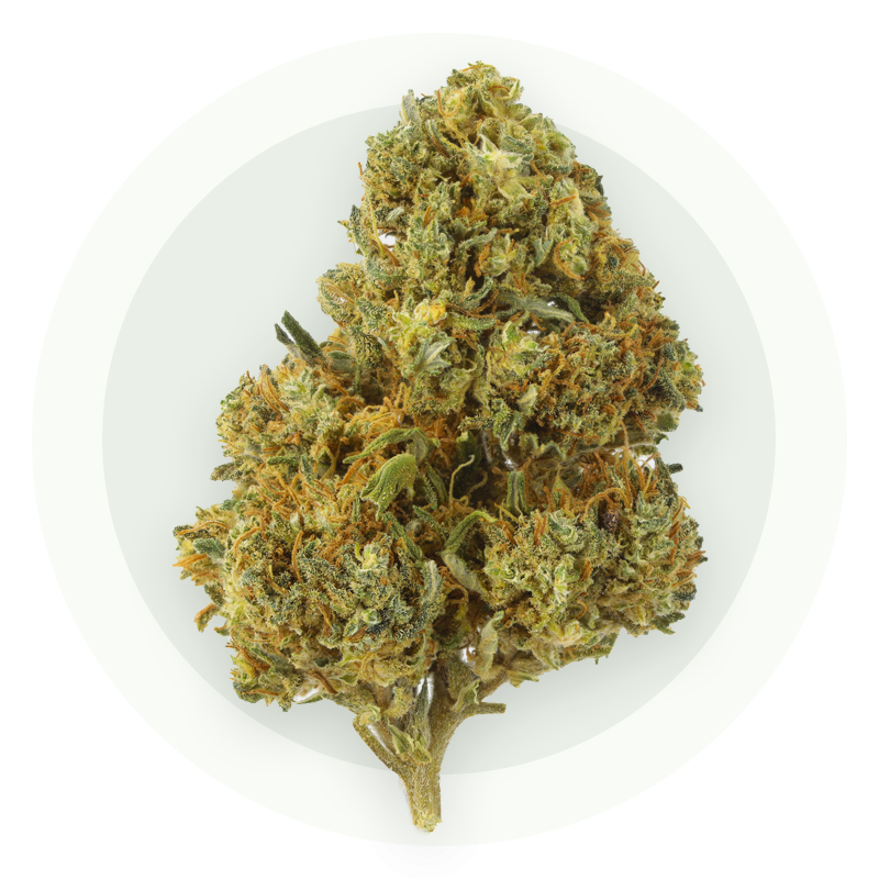 White Widow Premium - Kwiaty CBD