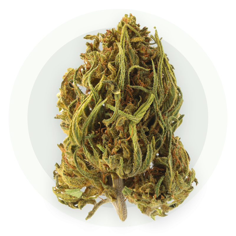 Haze Medium Bud - Kwiaty CBD