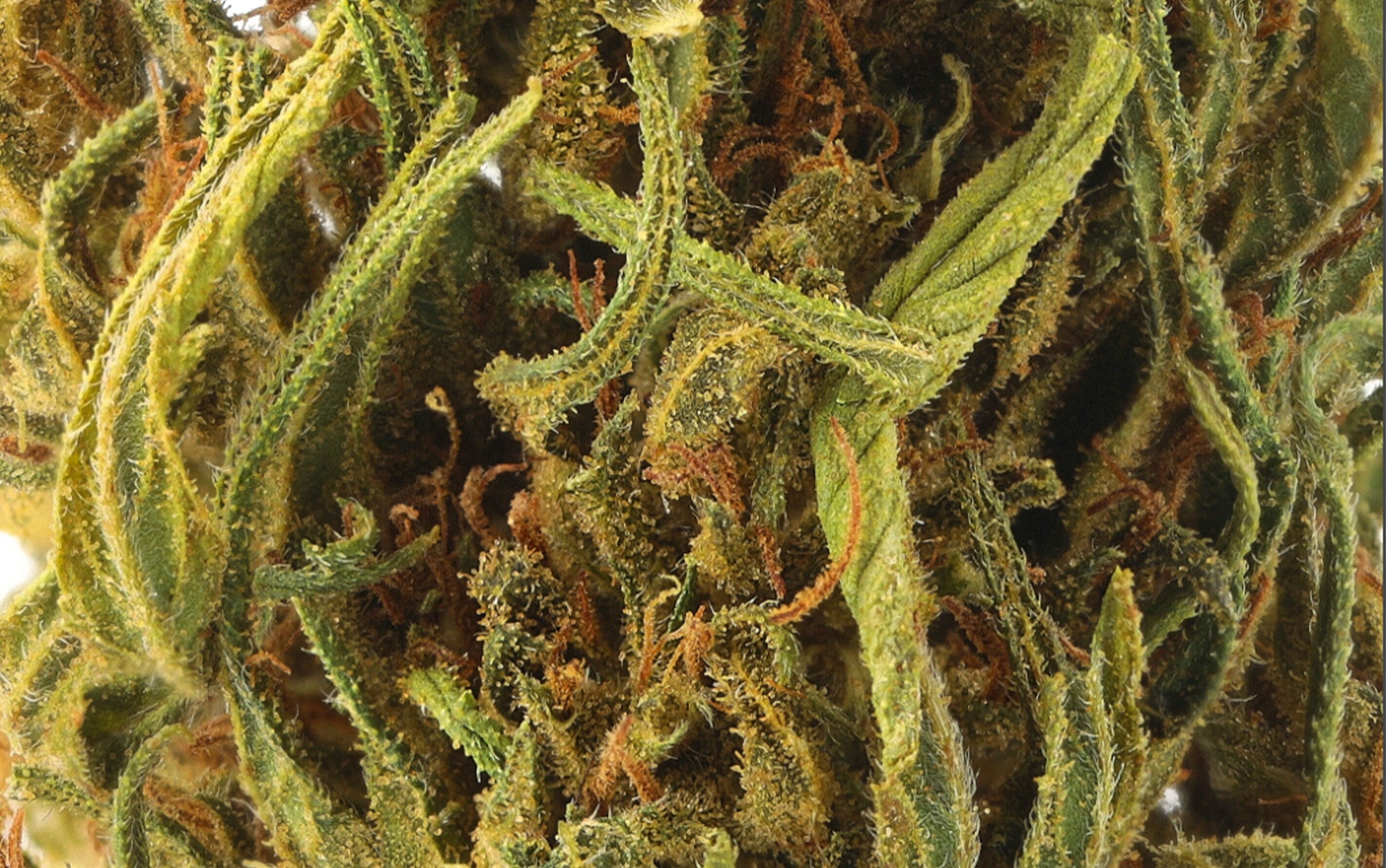 Haze Medium Bud – Fleurs CBD