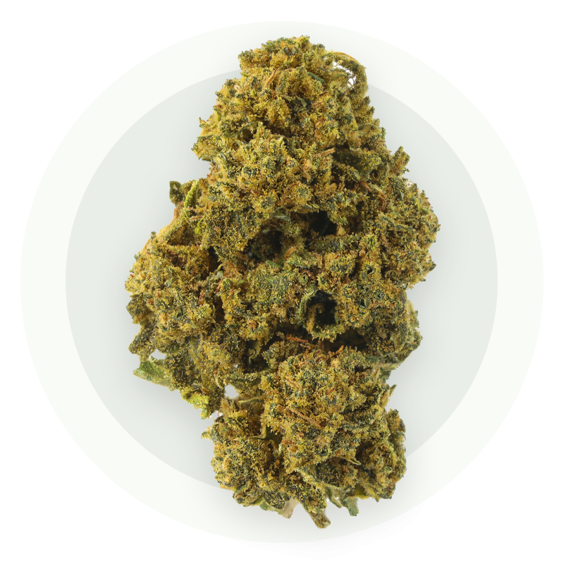 Shiva Skunk - Kwiaty CBD