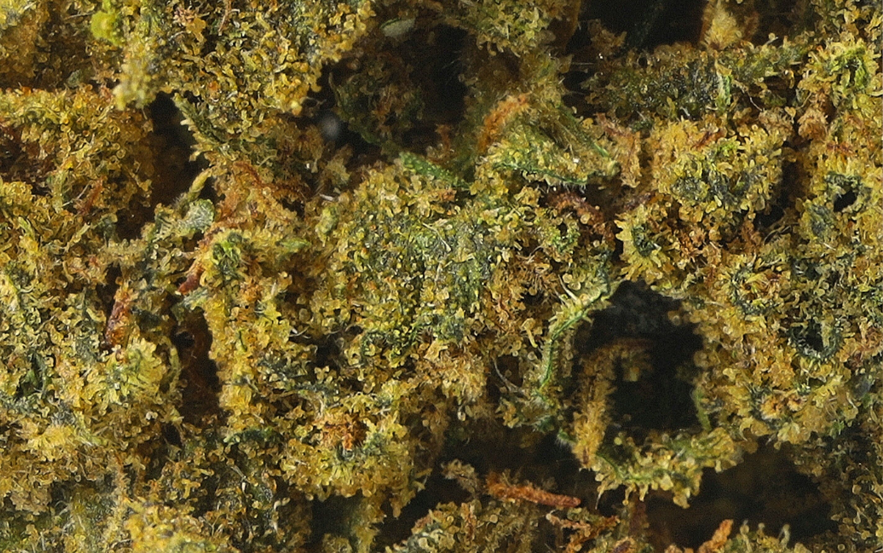 Shiva Skunk - Kwiaty CBD