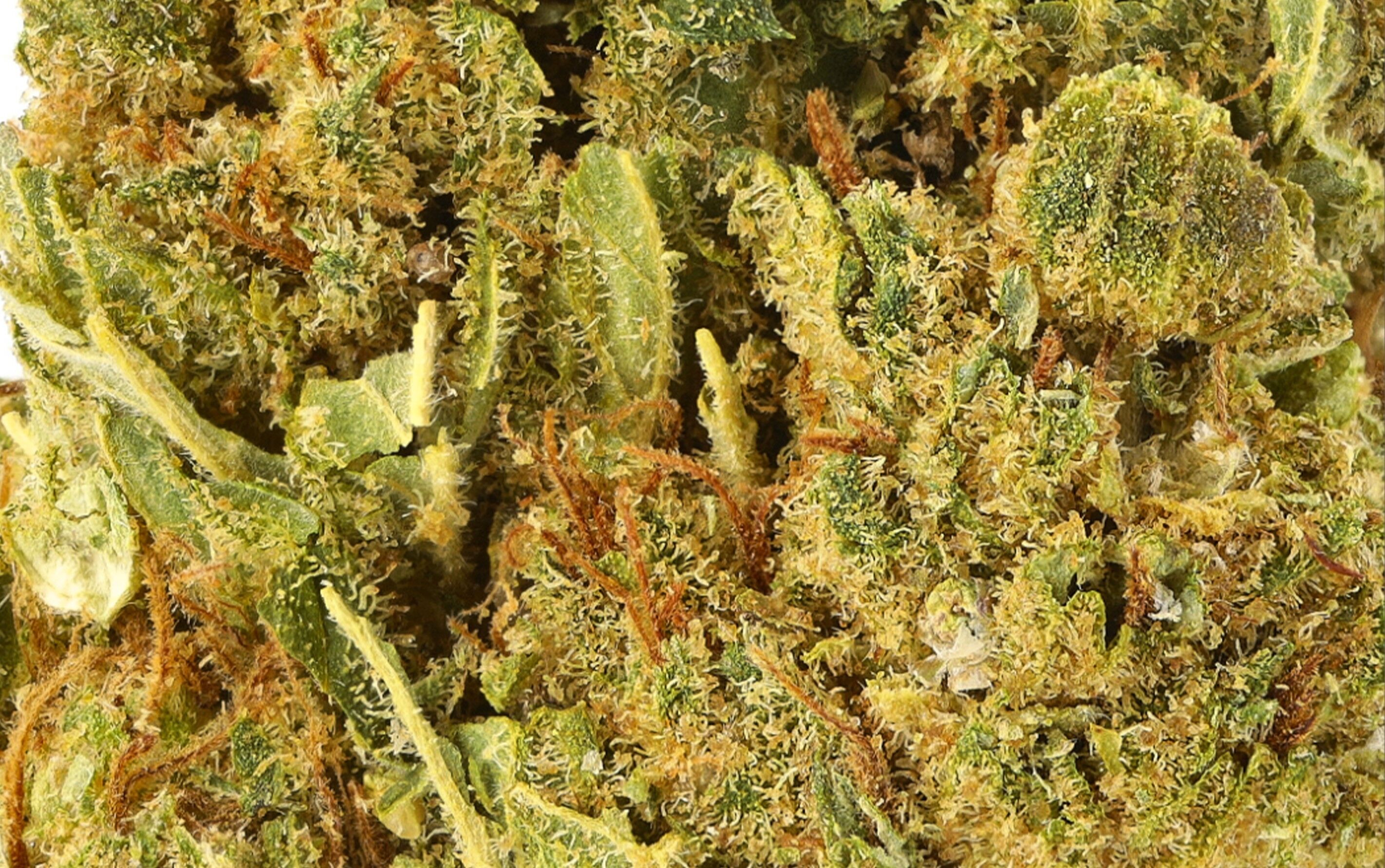 Jack Herer Premium - Fleurs CBD