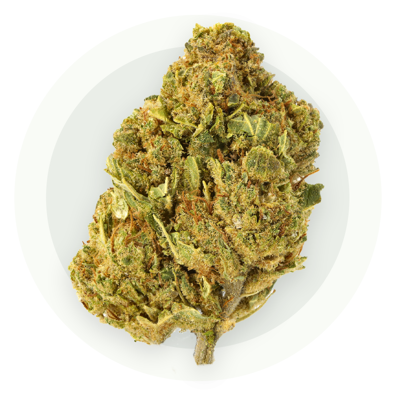 Jack Herer Premium - Kwiaty CBD