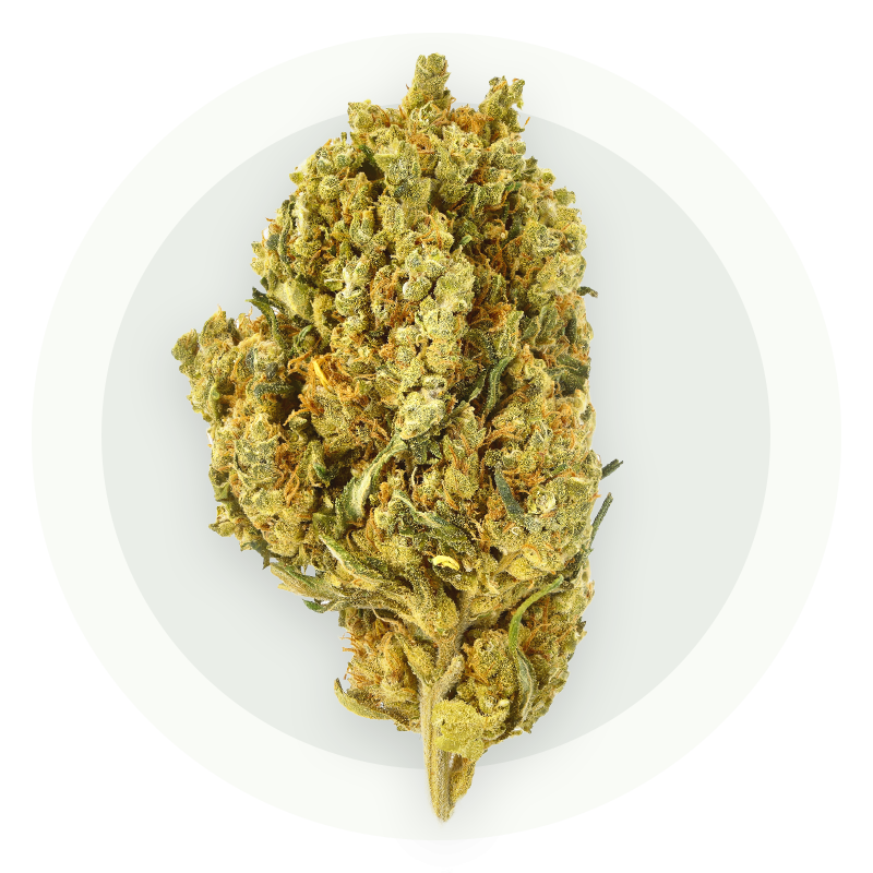 Harlequin Plus CBD - Kwiaty CBD