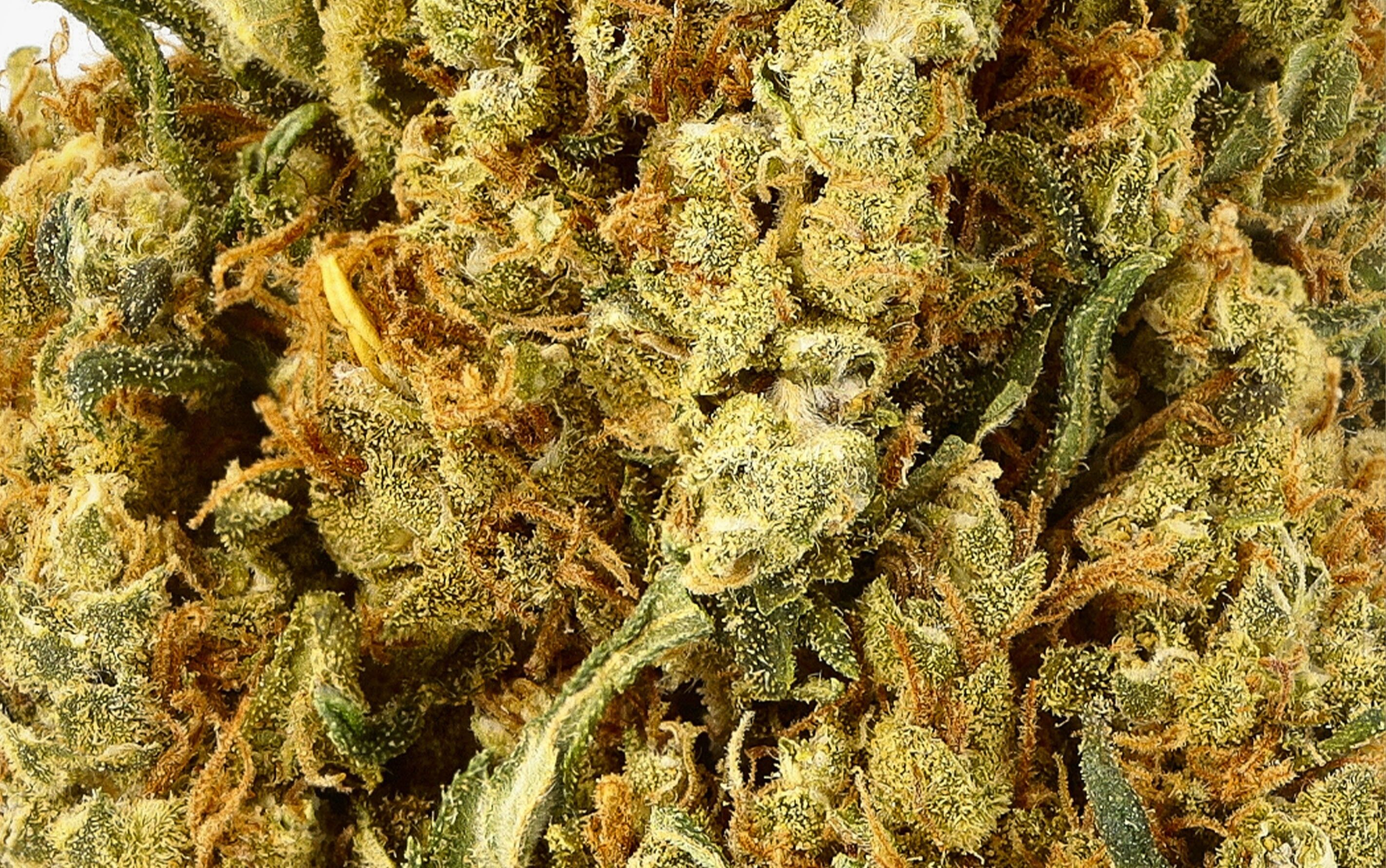 Harlequin Plus CBD - Fleurs CBD