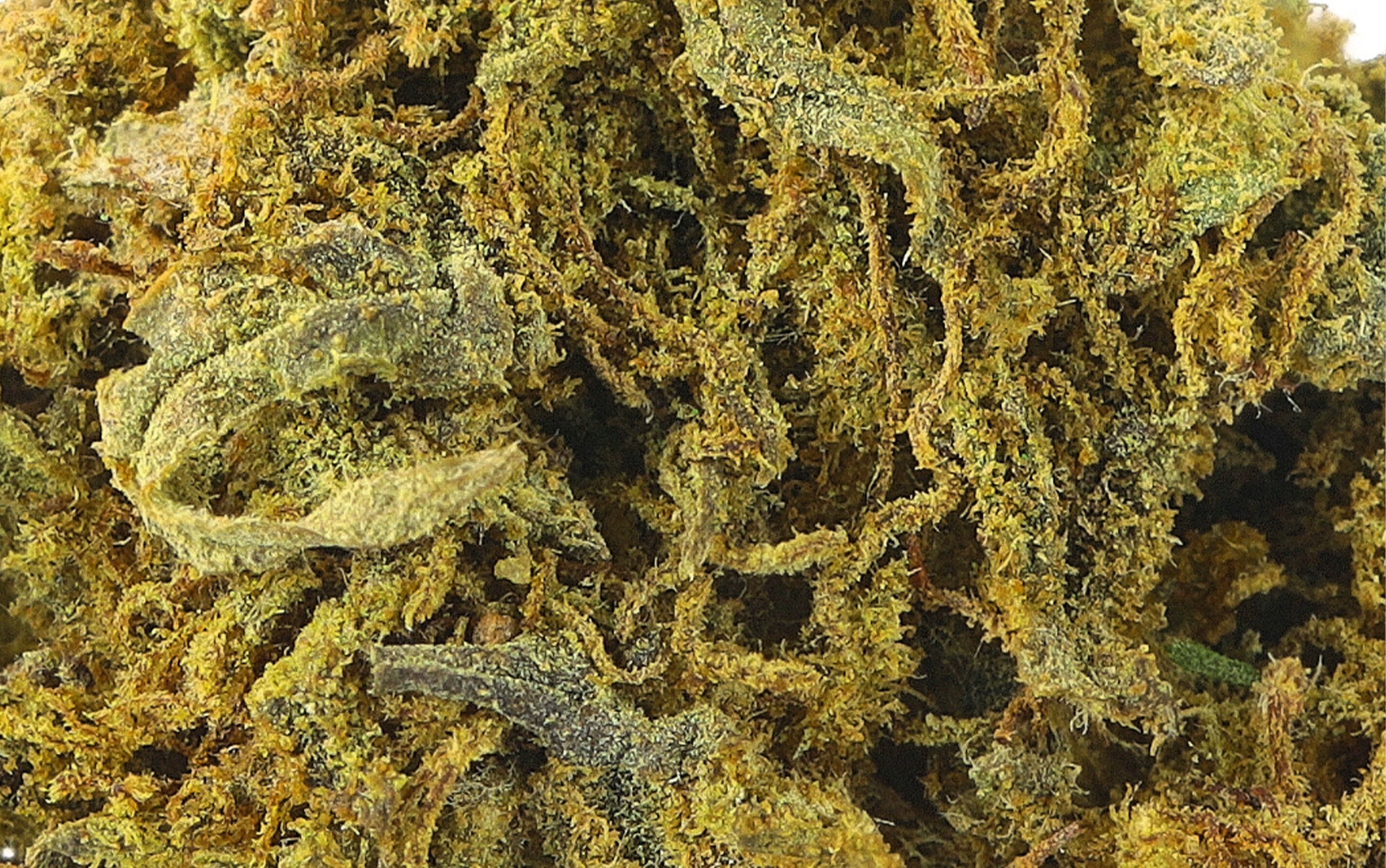 Cannatonic Small Bud - Fleurs CBD