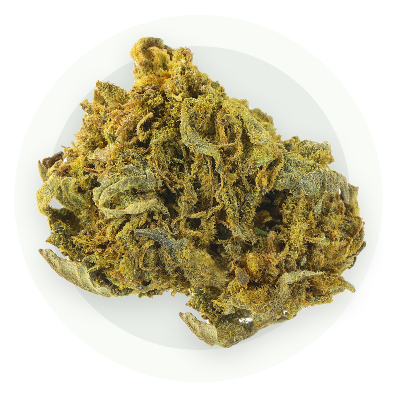 Cannatonic Small Bud - Kwiaty CBD
