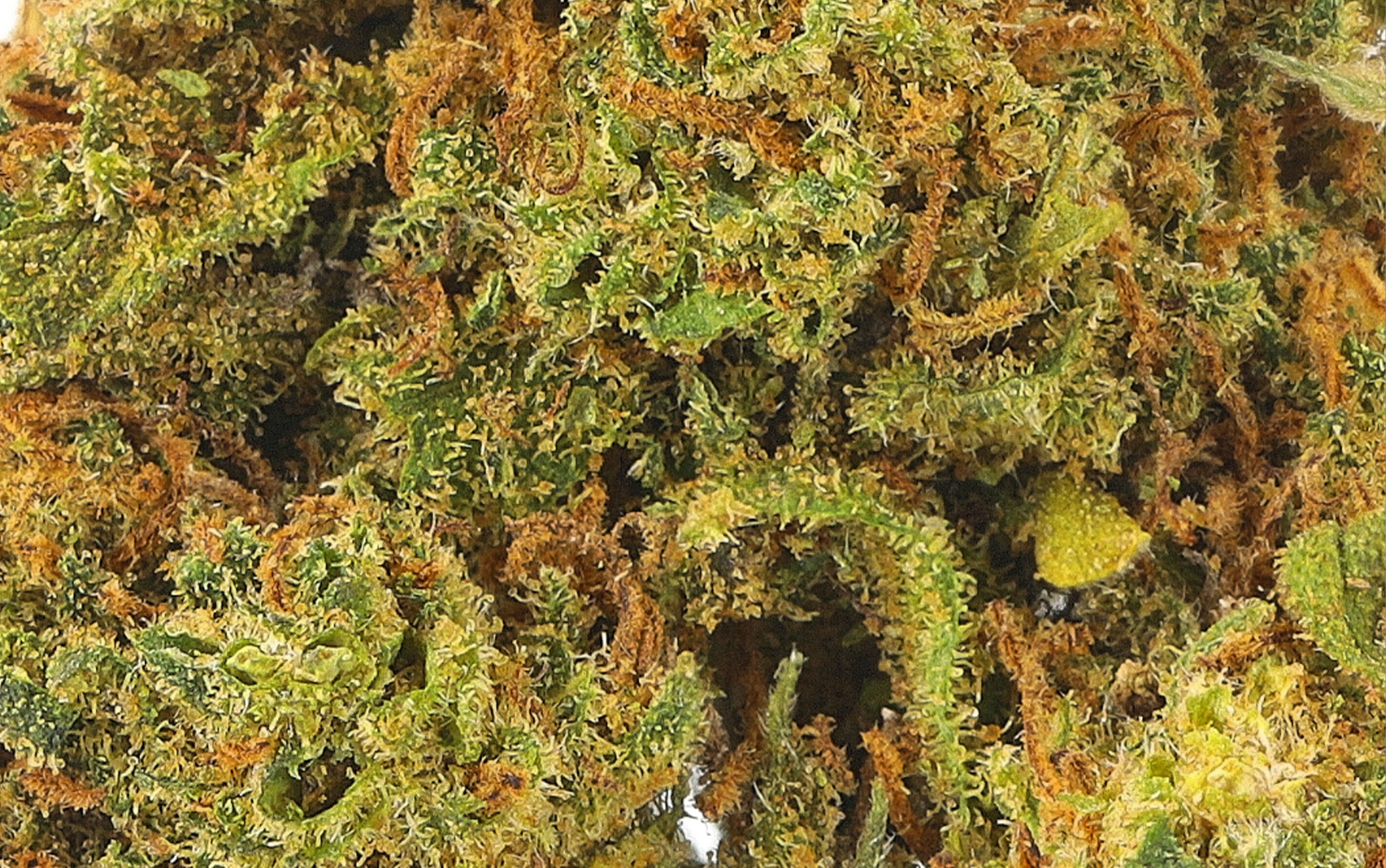 Diesel Tonic - Fleurs CBD