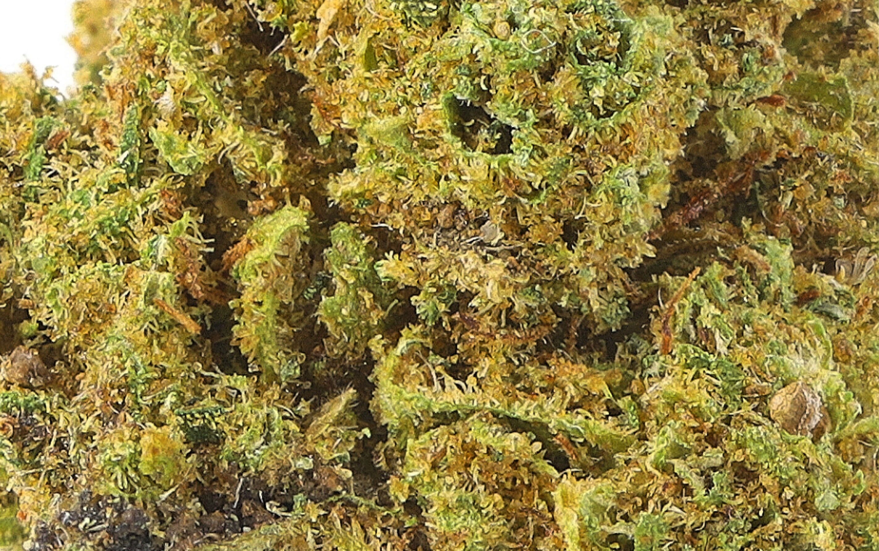 Cannapunch Piccolo Germoglio - Fiori CBD