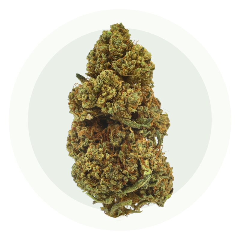 Gelato Cookie – Fleurs CBD