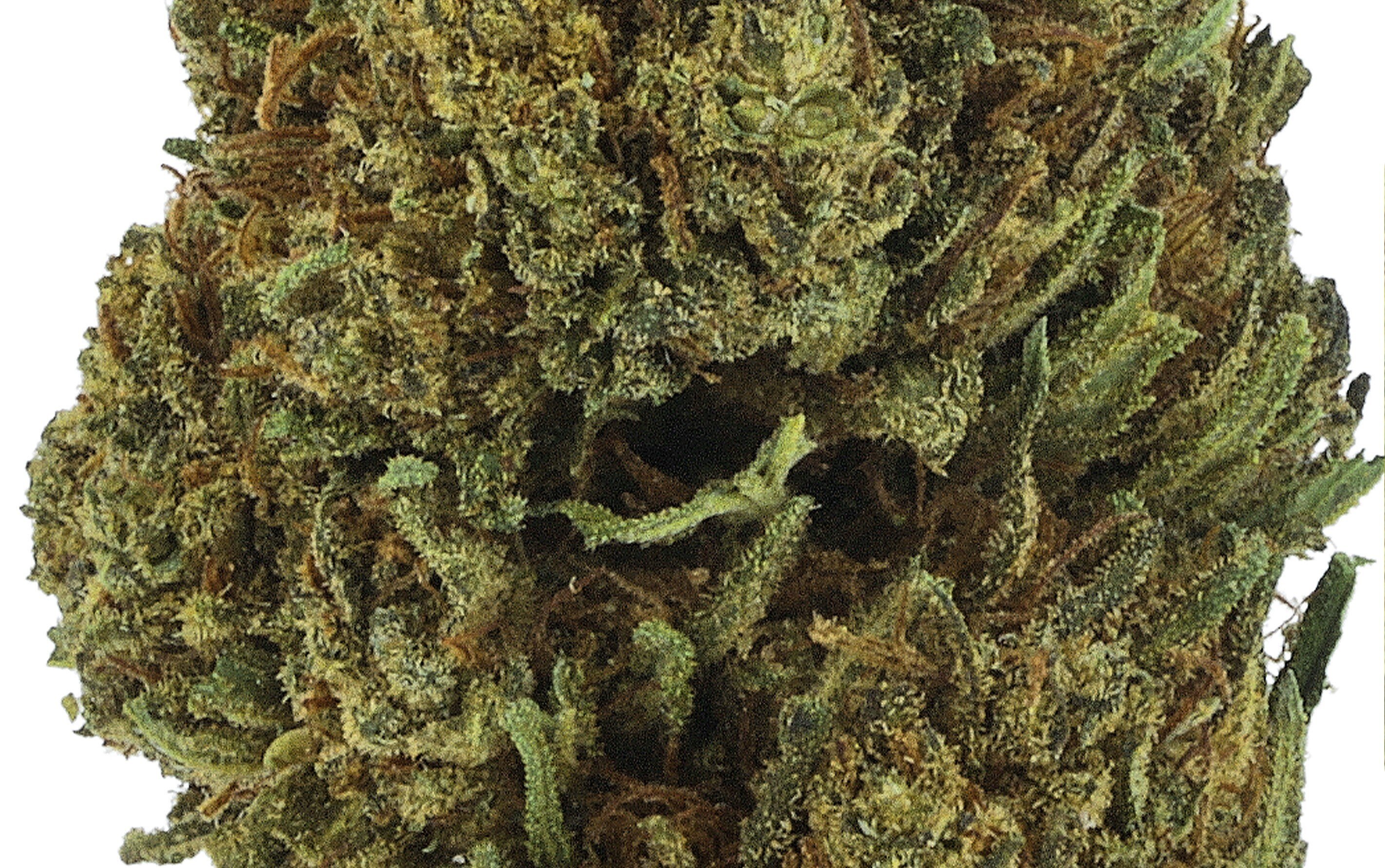 Zkittlez – Fleurs CBD