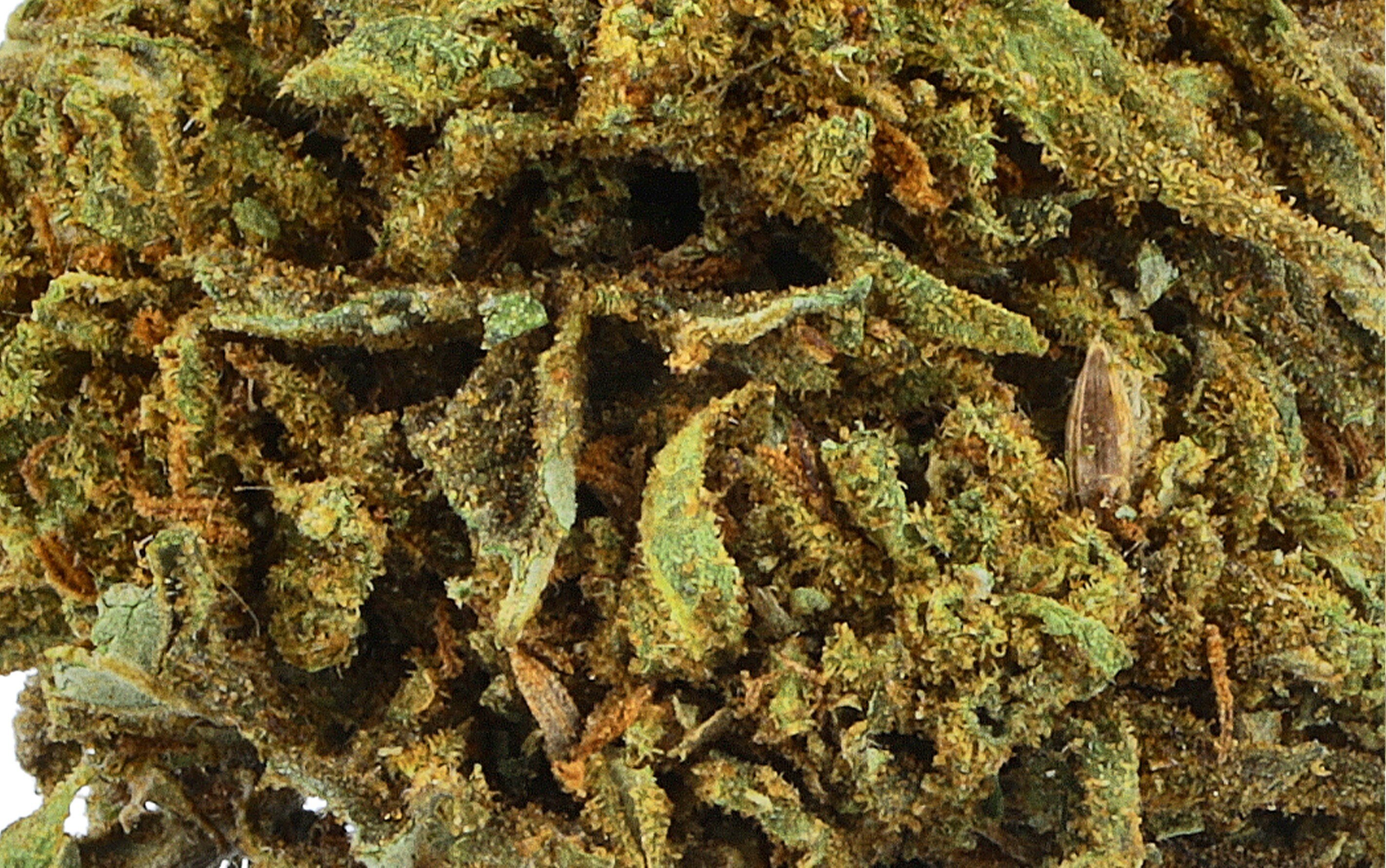 Gorilla - Fleurs CBD