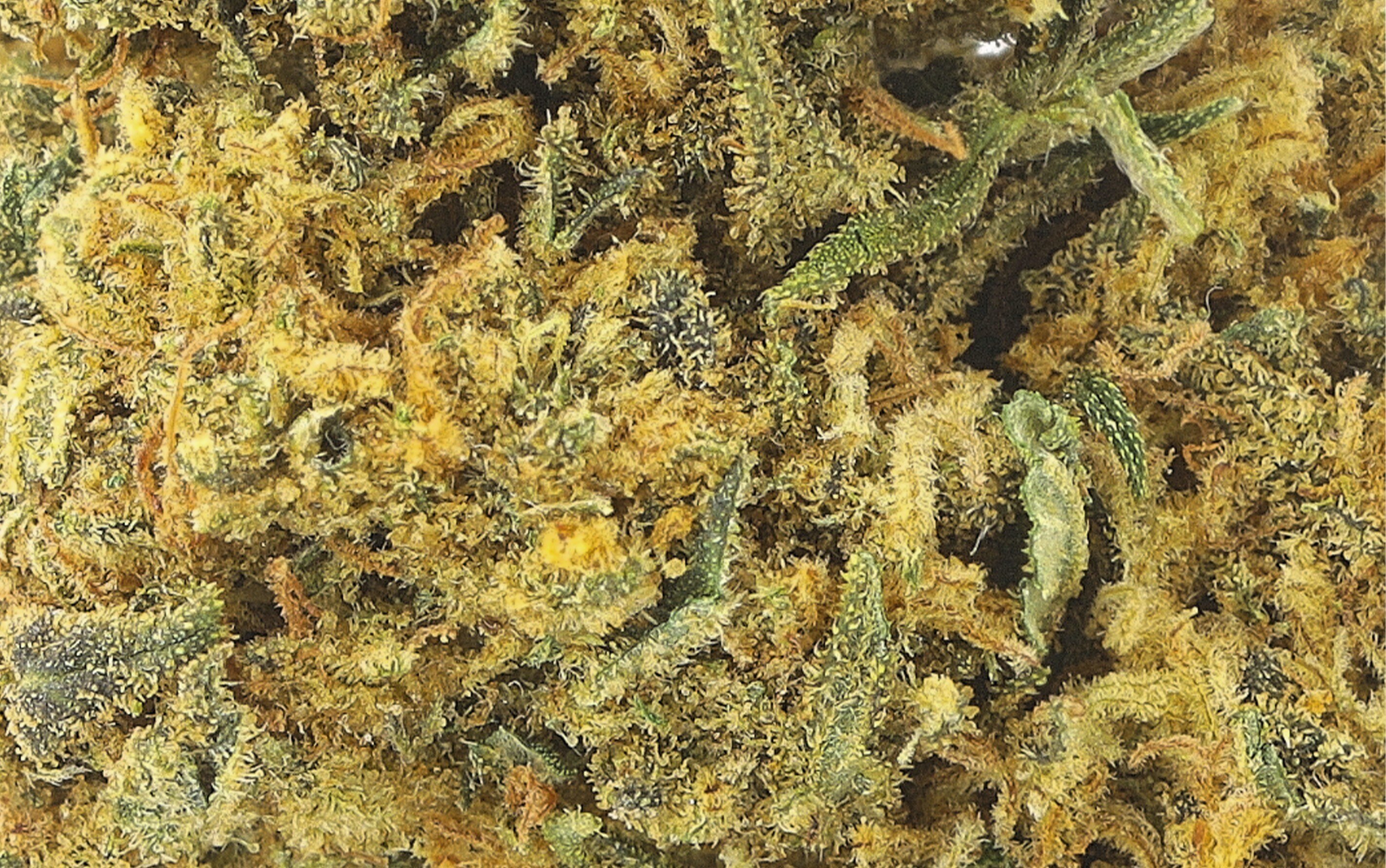 Tequila Sunrise – Fleurs CBD