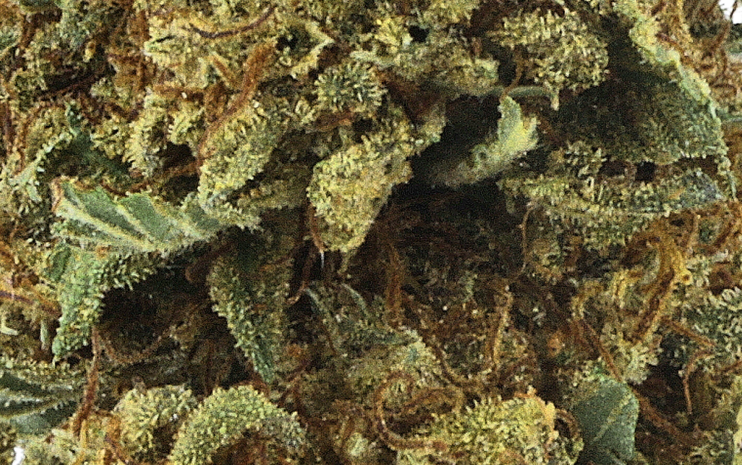 AK47 Supreme – Fleurs CBD