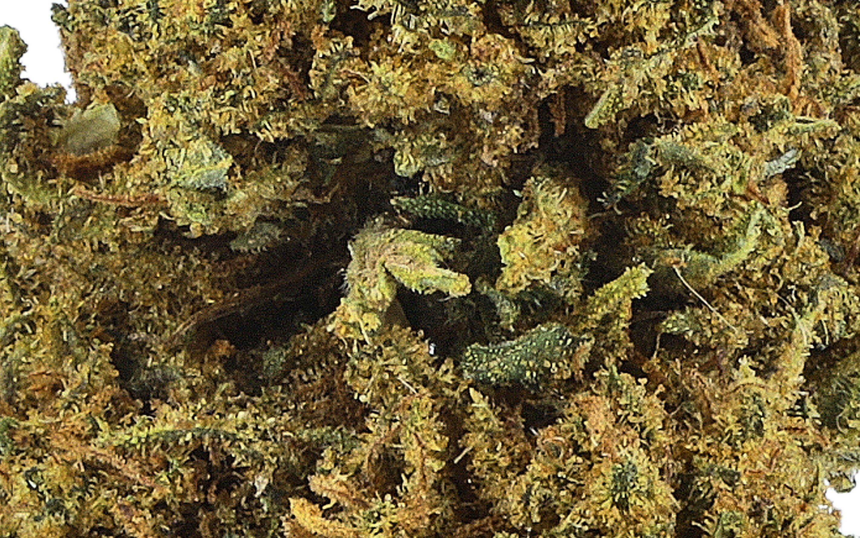 Blue Dream V2 - Fleurs CBD