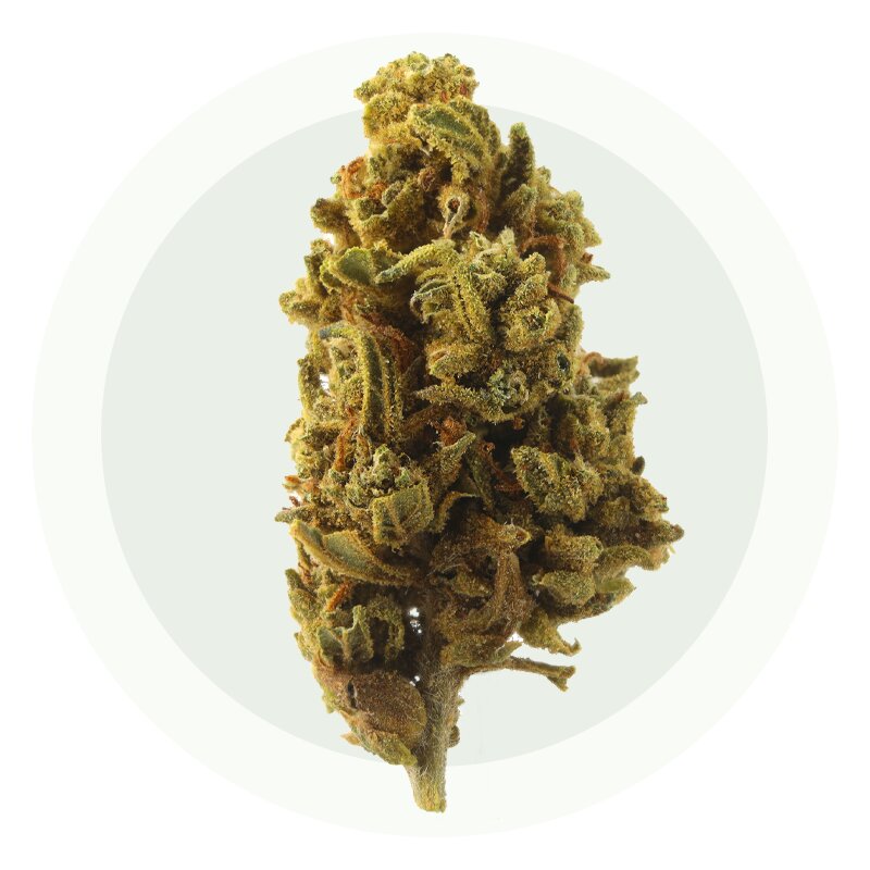 OG Kush V2 Small Bud – Fleurs CBD