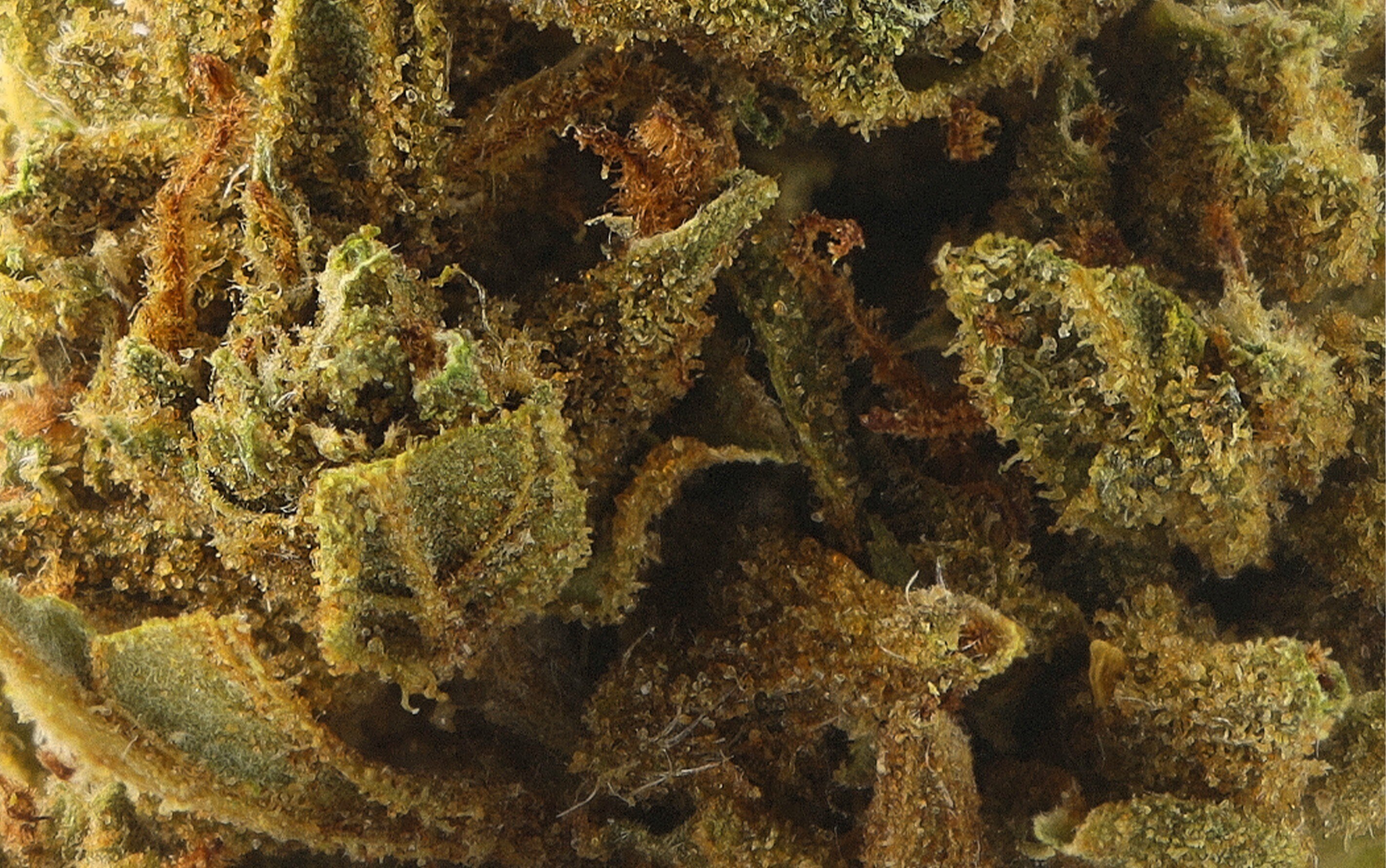 OG Kush V2 Small Bud – Fleurs CBD