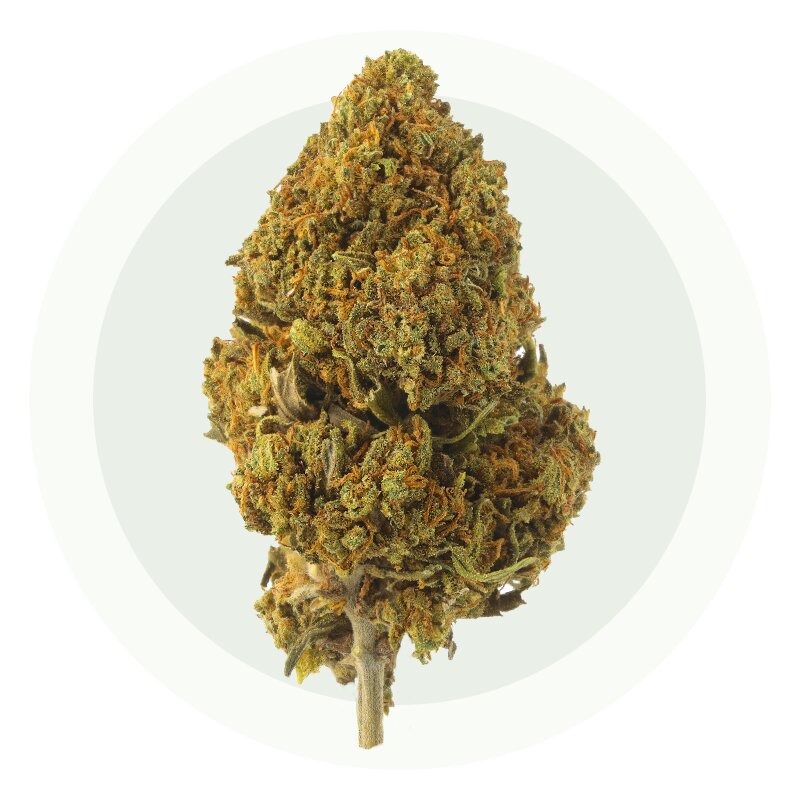 Bubble Tea Small Bud – Fleurs CBD