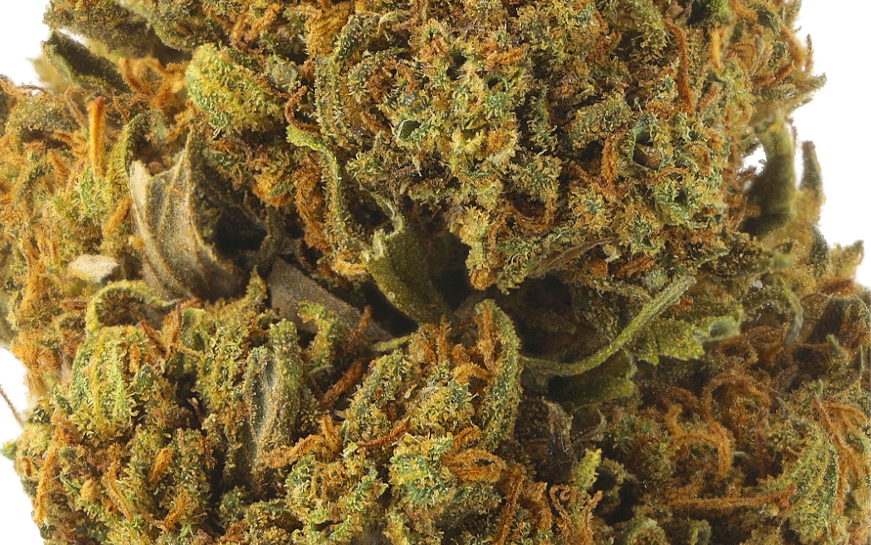 Bubble Tea Small Bud – Fleurs CBD