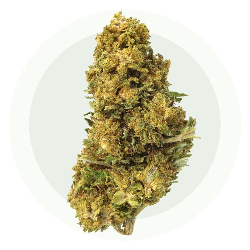 NorthWest – Fleurs CBD